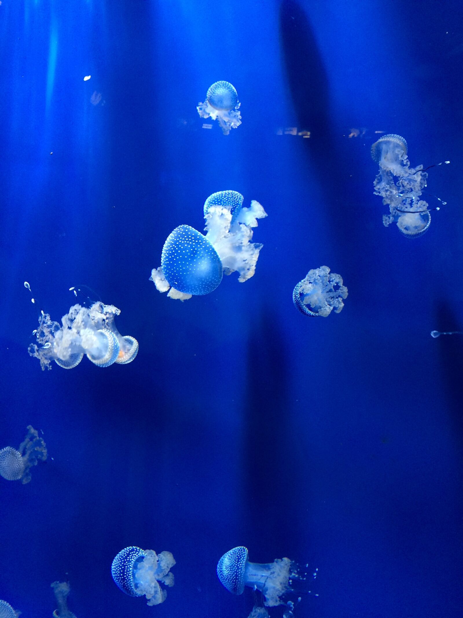Apple iPhone 5s sample photo. Jellyfish, aquarium, genoa aquarium photography