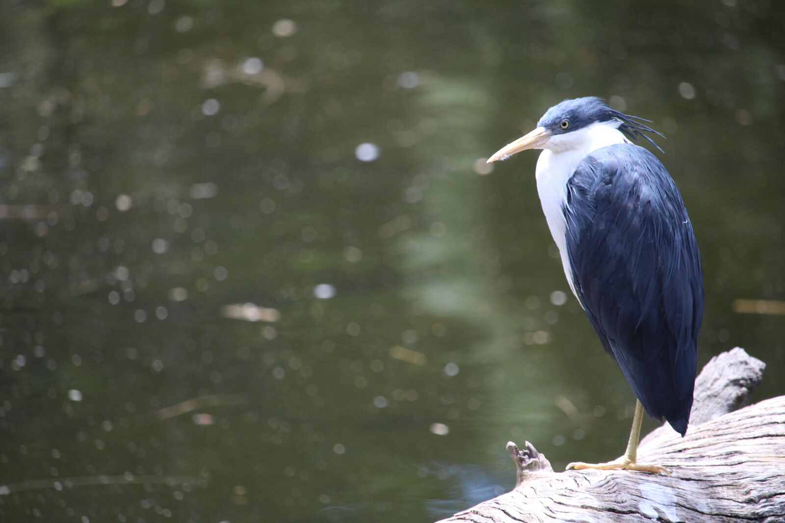 Canon EF-S 55-250mm F4-5.6 IS STM sample photo. Bird, water, zoo photography