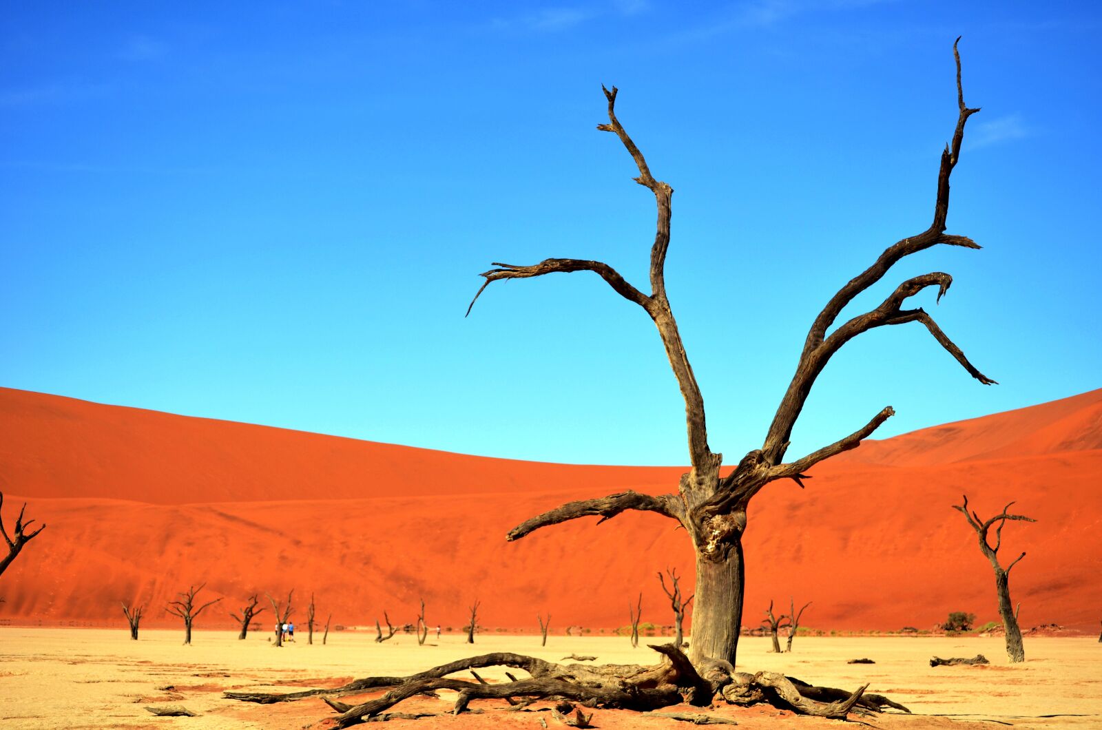 Nikon D5100 sample photo. Desert, drought, trunk photography