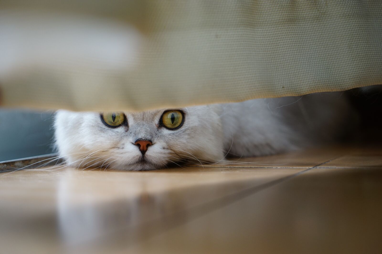 Sony a7 II + Sony Vario Tessar T* FE 24-70mm F4 ZA OSS sample photo. Cat, peek, flooring photography