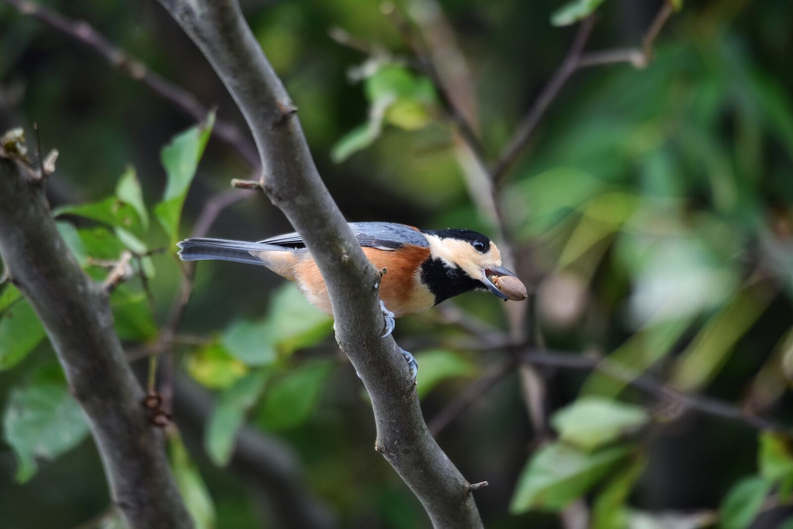Nikon D7200 sample photo. Animal, forest, wood photography