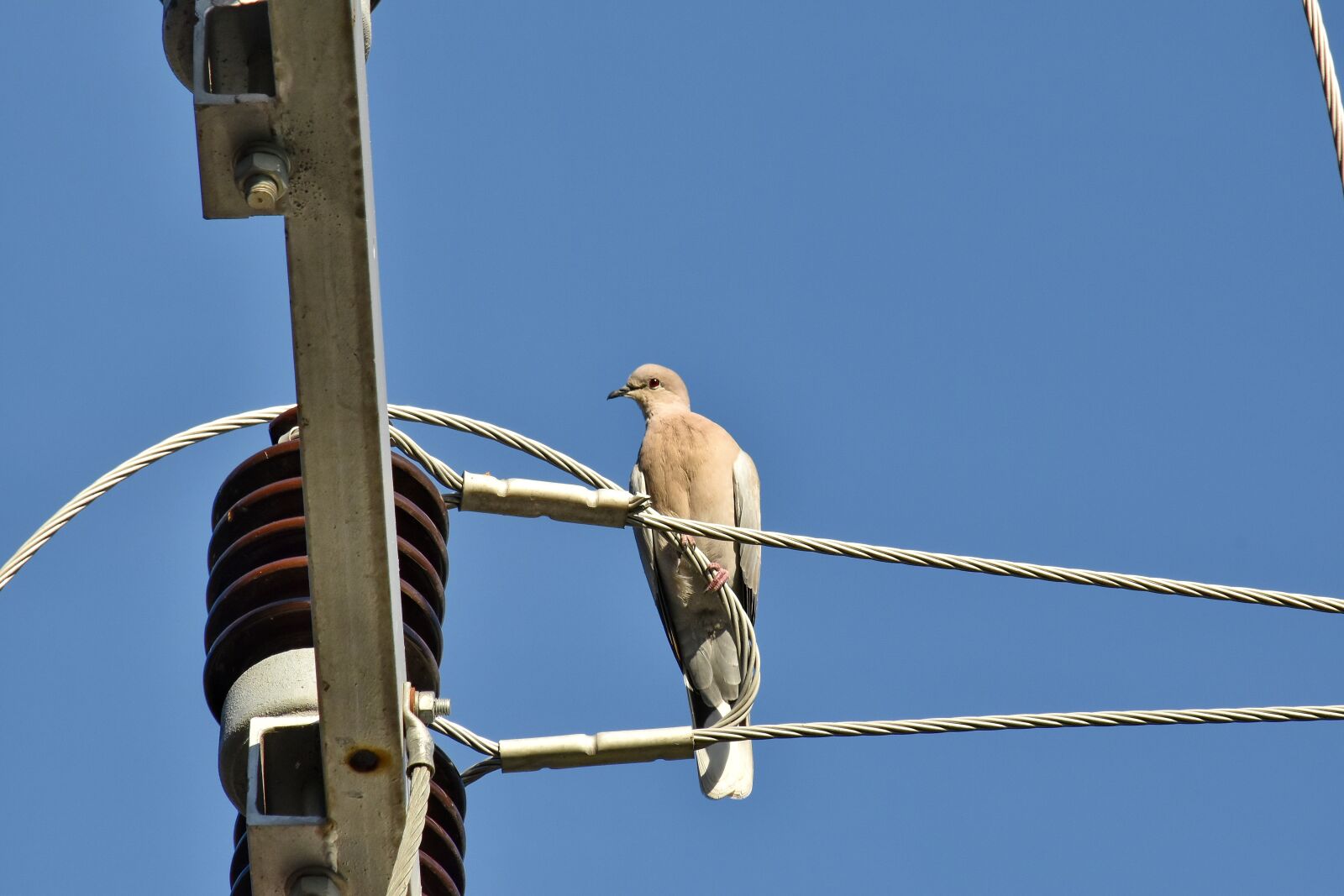Nikon D5500 sample photo. Electricity, high, voltage, wires photography