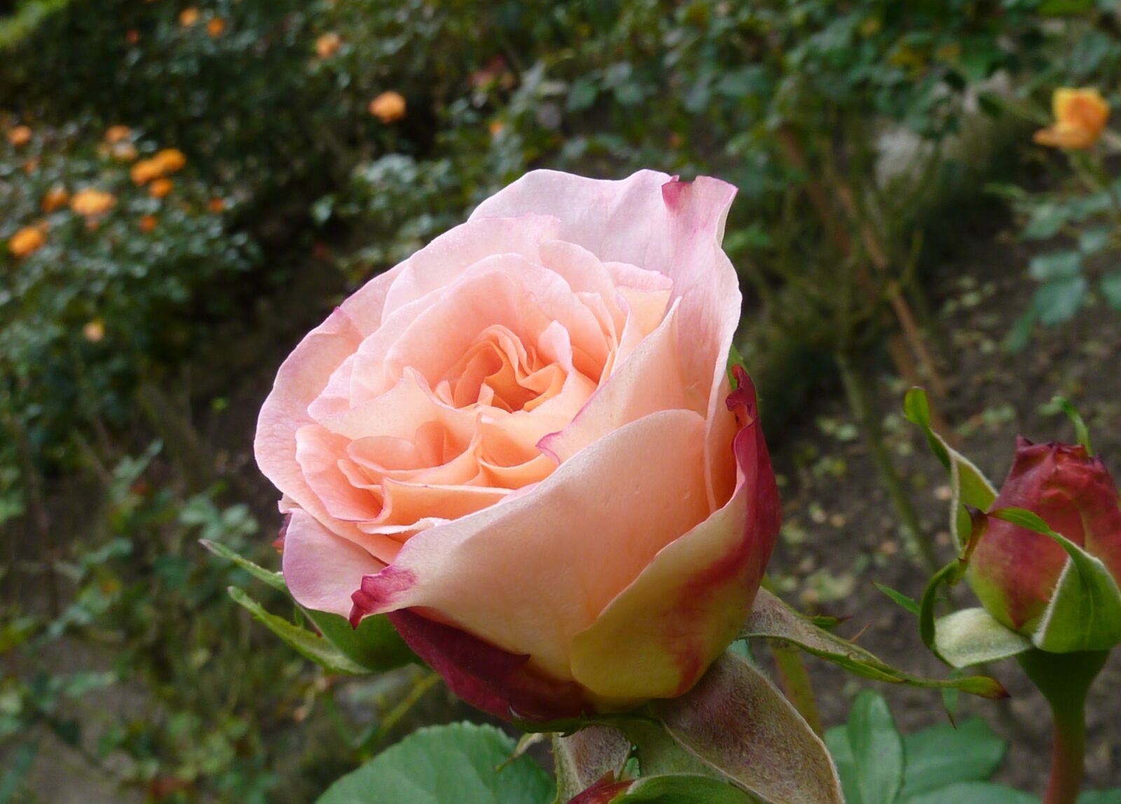 Panasonic DMC-TZ7 sample photo. Roses, pink, rose flower photography