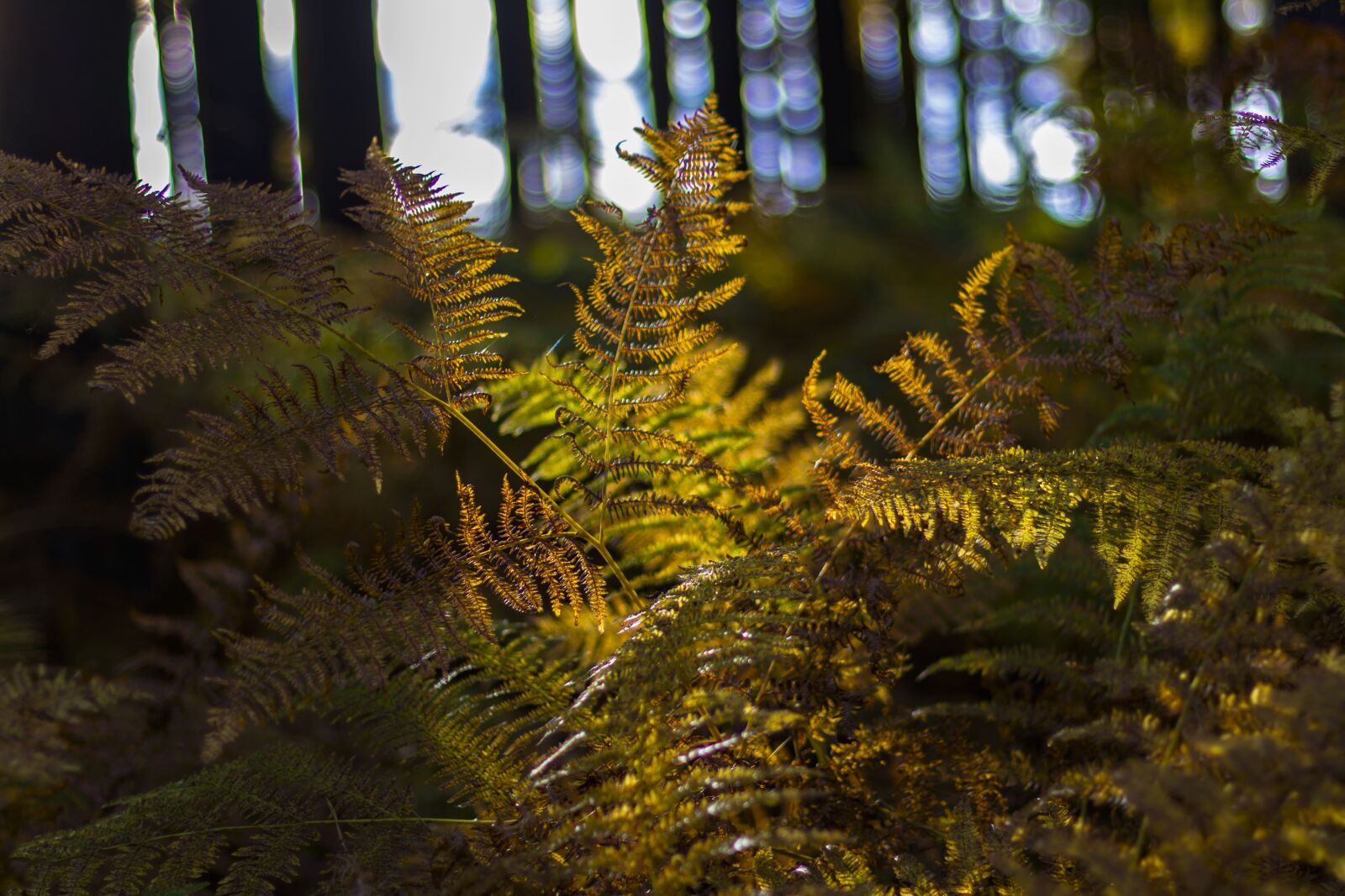 Canon EOS 7D + Canon EF 50mm F1.4 USM sample photo. Plant, forest, nature photography