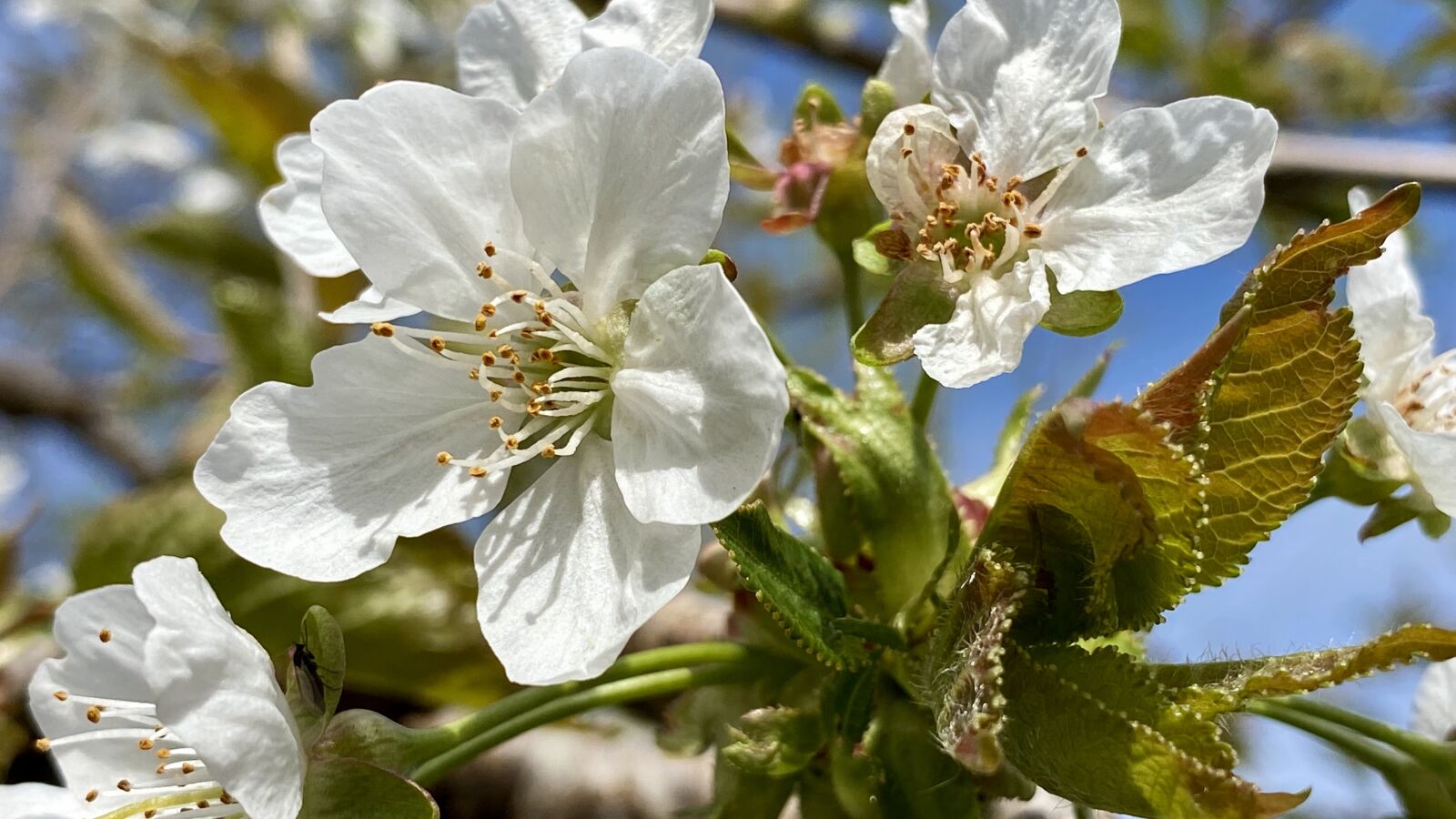 Apple iPhone 11 Pro sample photo. Blossom, spring, flowers photography
