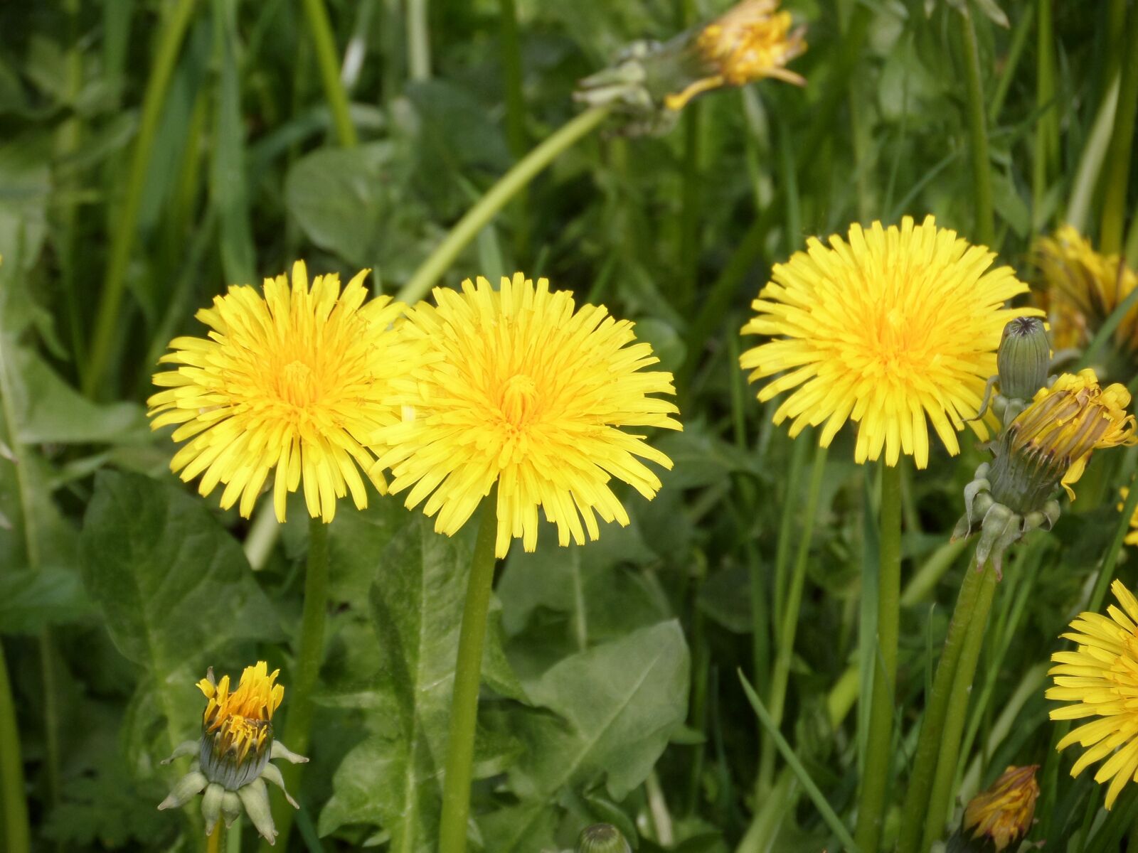 Samsung WB200F/WB201F/WB202F sample photo. Dandelion, flower, plant photography