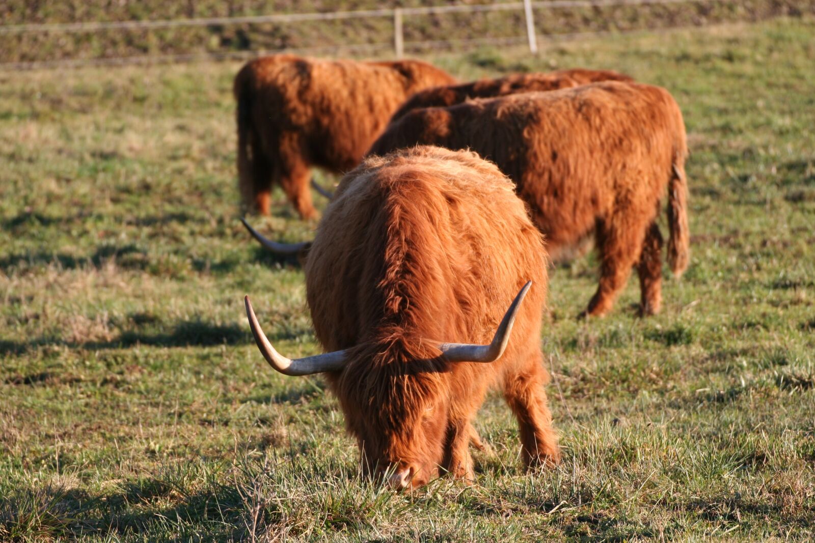 Canon EOS 350D (EOS Digital Rebel XT / EOS Kiss Digital N) sample photo. Beef, highlands, cow photography
