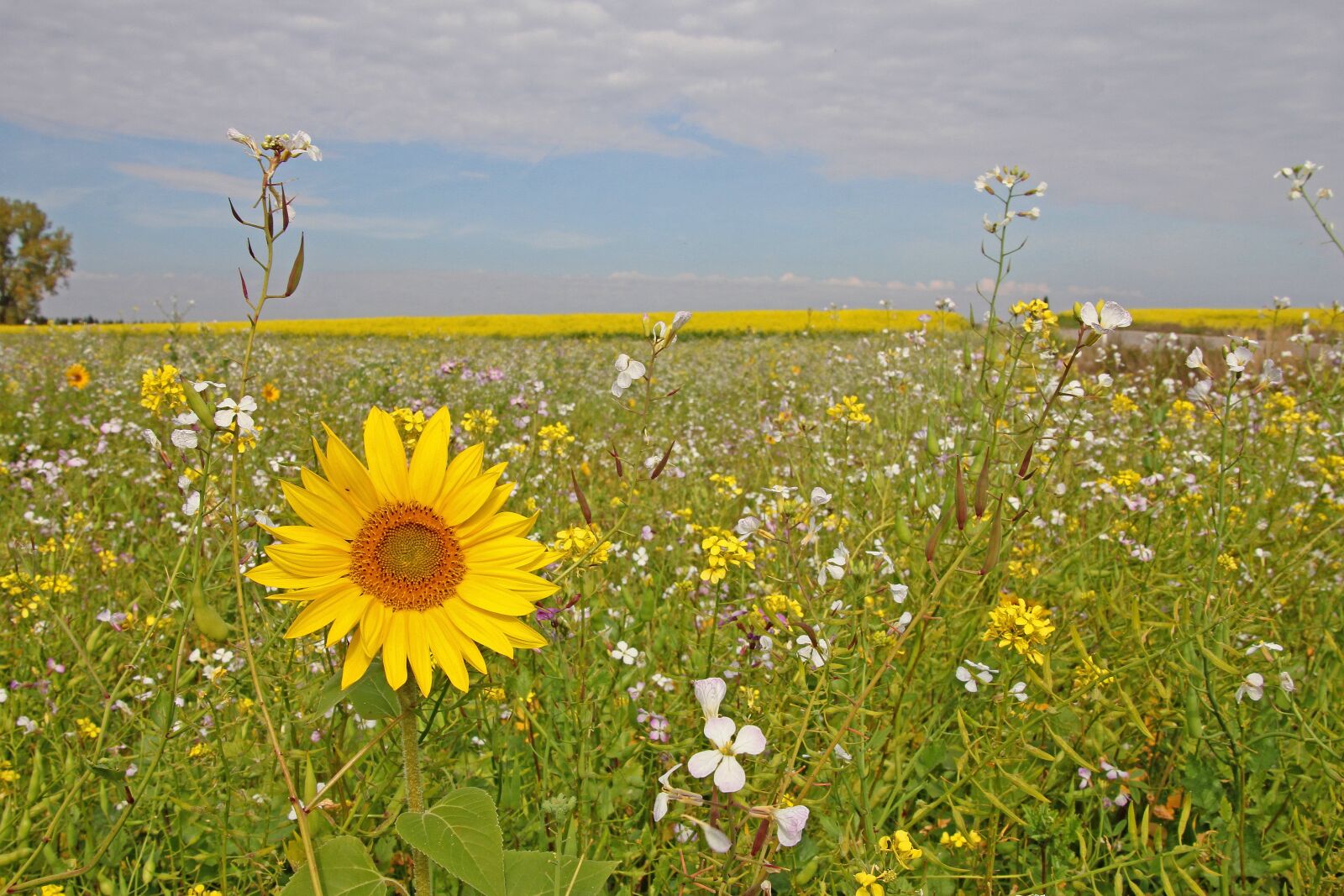 Canon EOS 60D sample photo. Sunflower, autumn, nature photography