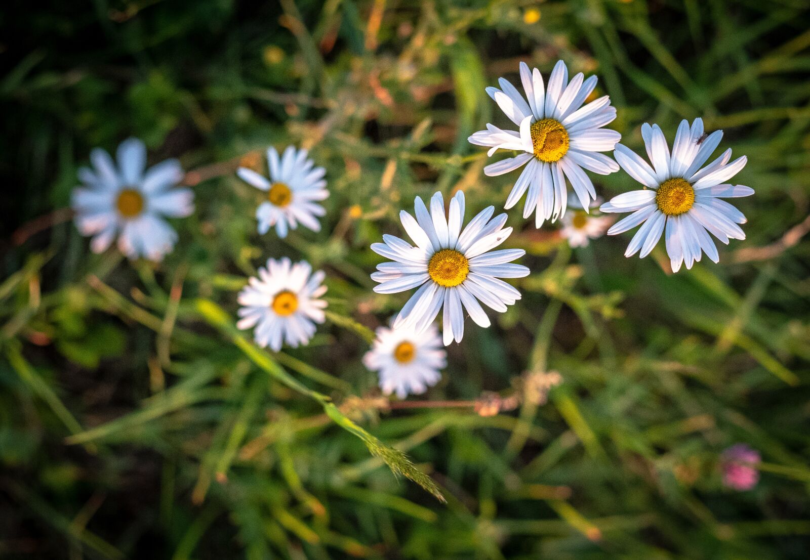 Fujifilm X-T2 + Fujifilm XF 56mm F1.2 R sample photo. Daisy, margarite, spring photography
