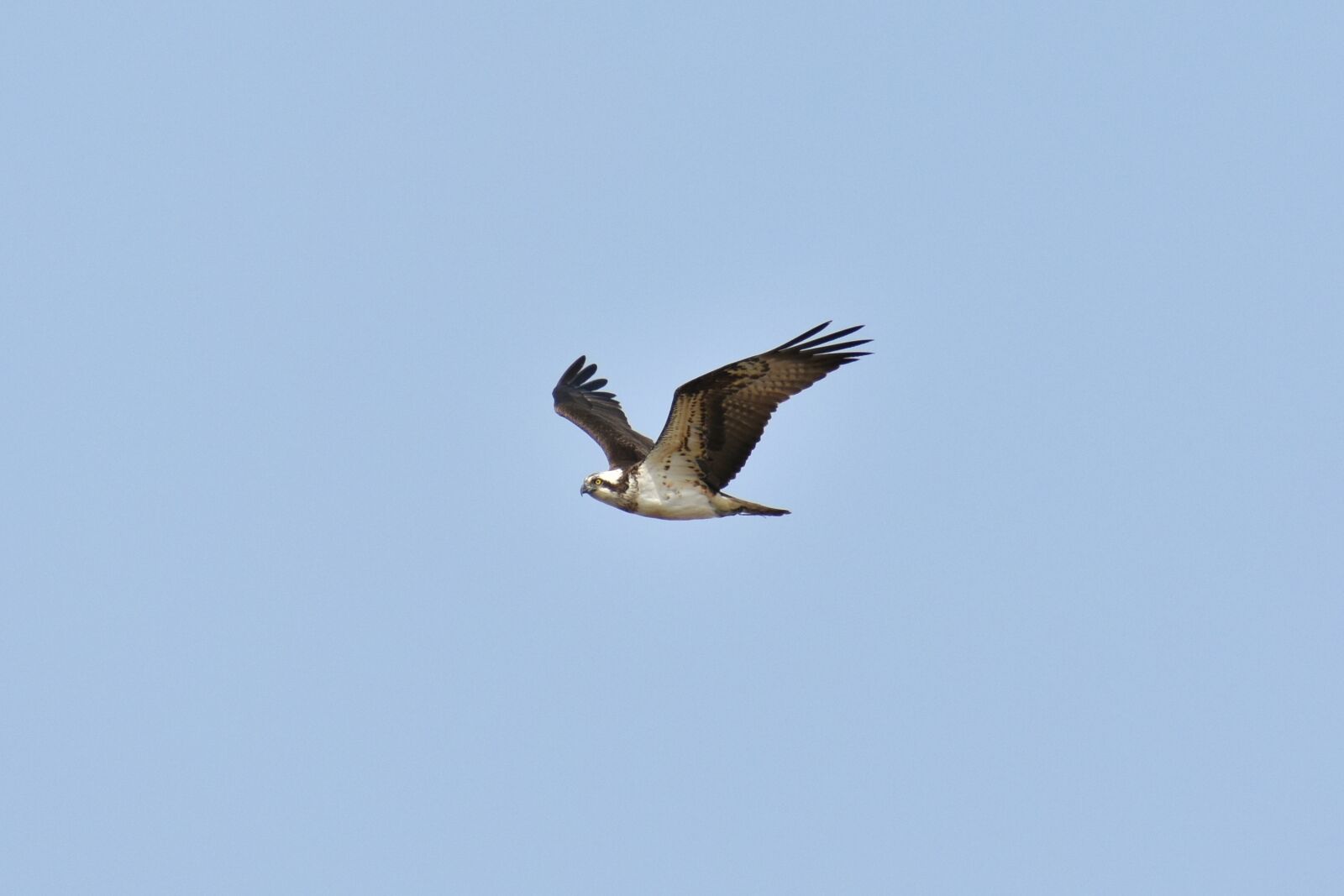Nikon D7200 sample photo. Animal, sky, bird photography