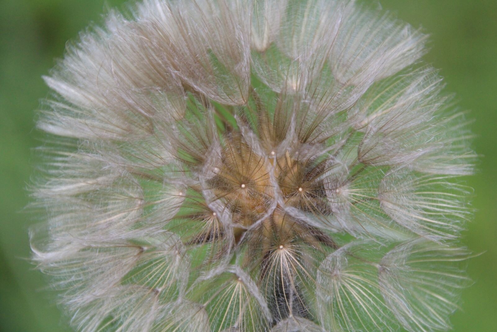 Canon EOS 1200D (EOS Rebel T5 / EOS Kiss X70 / EOS Hi) sample photo. Dandelion, screens, plant photography