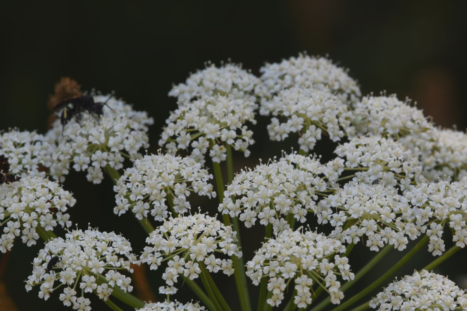 Nikon D7500 sample photo. Flowers, prato, white photography