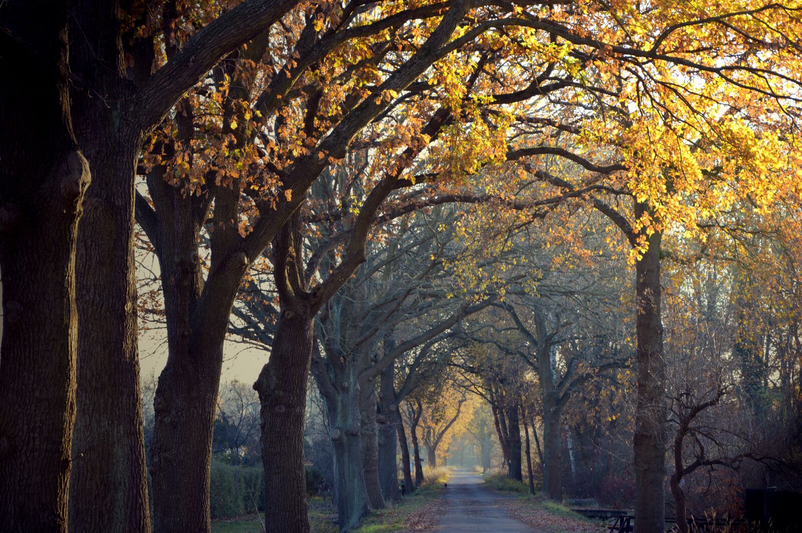 Nikon D3200 sample photo. Avenue, road, away photography