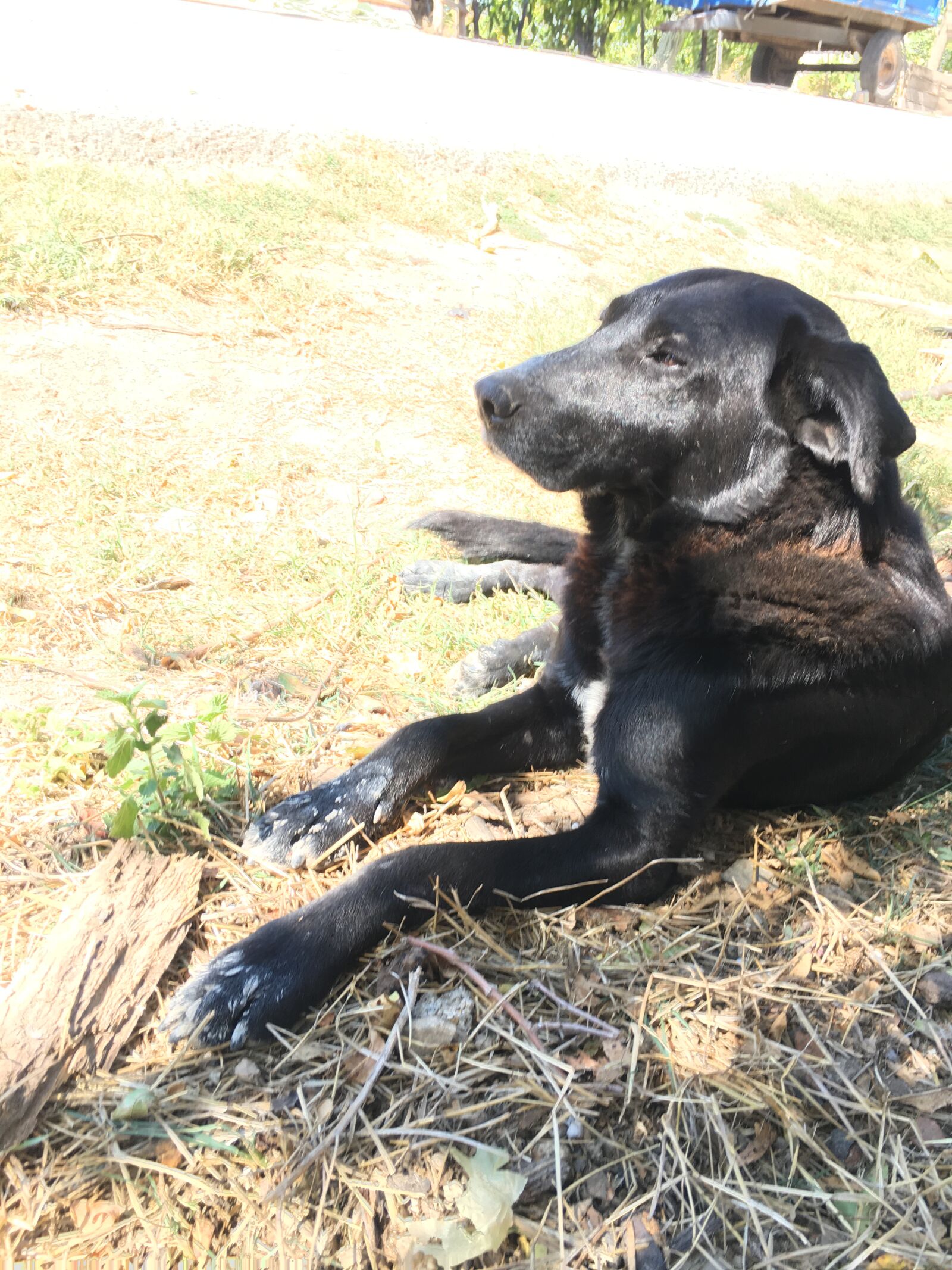iPhone 6s back camera 4.15mm f/2.2 sample photo. My dog, dog, animal photography