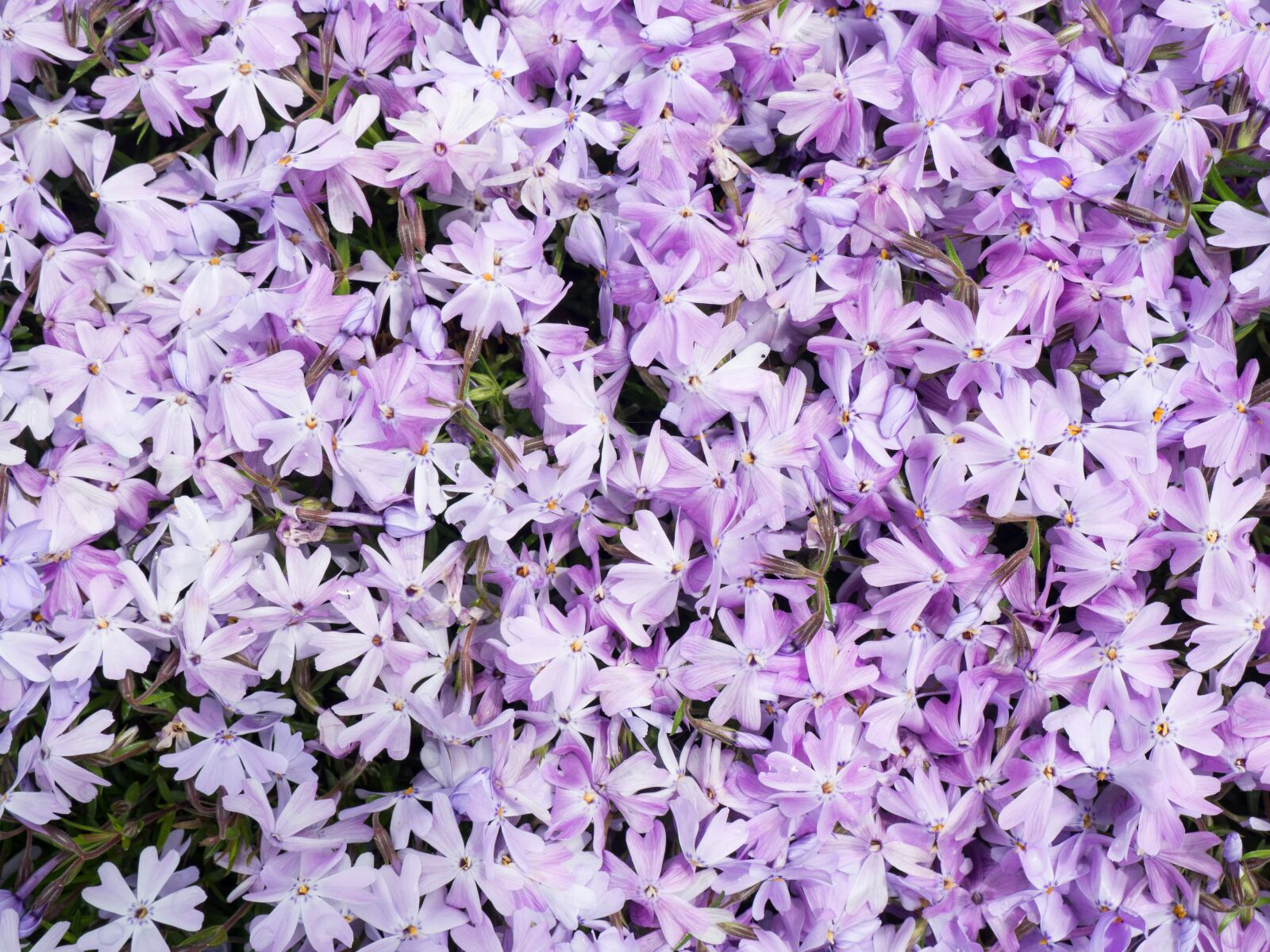 Olympus OM-D E-M10 sample photo. Flowers, nature, blossoms photography