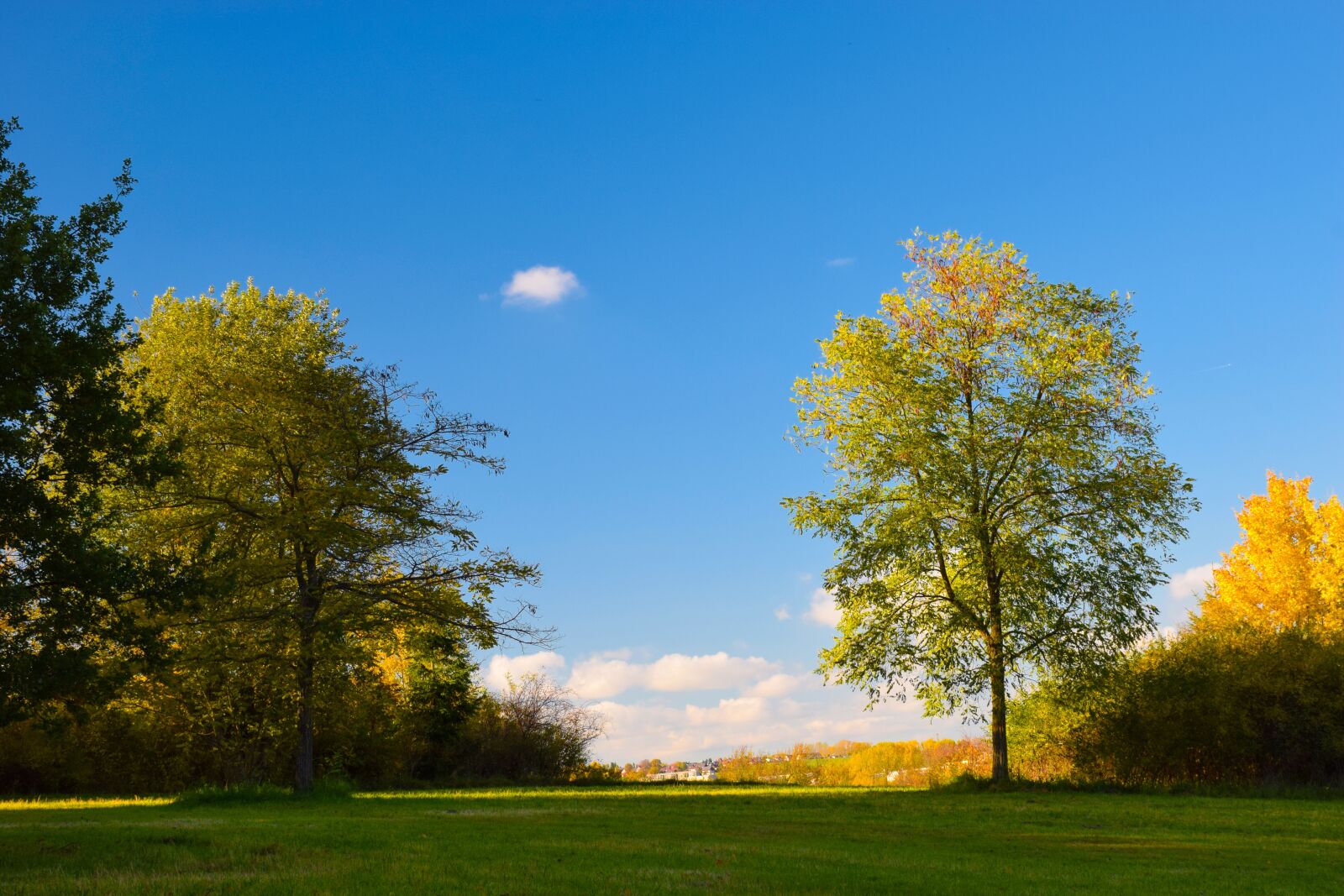 Nikon D5300 sample photo. Tree, nature, landscape photography