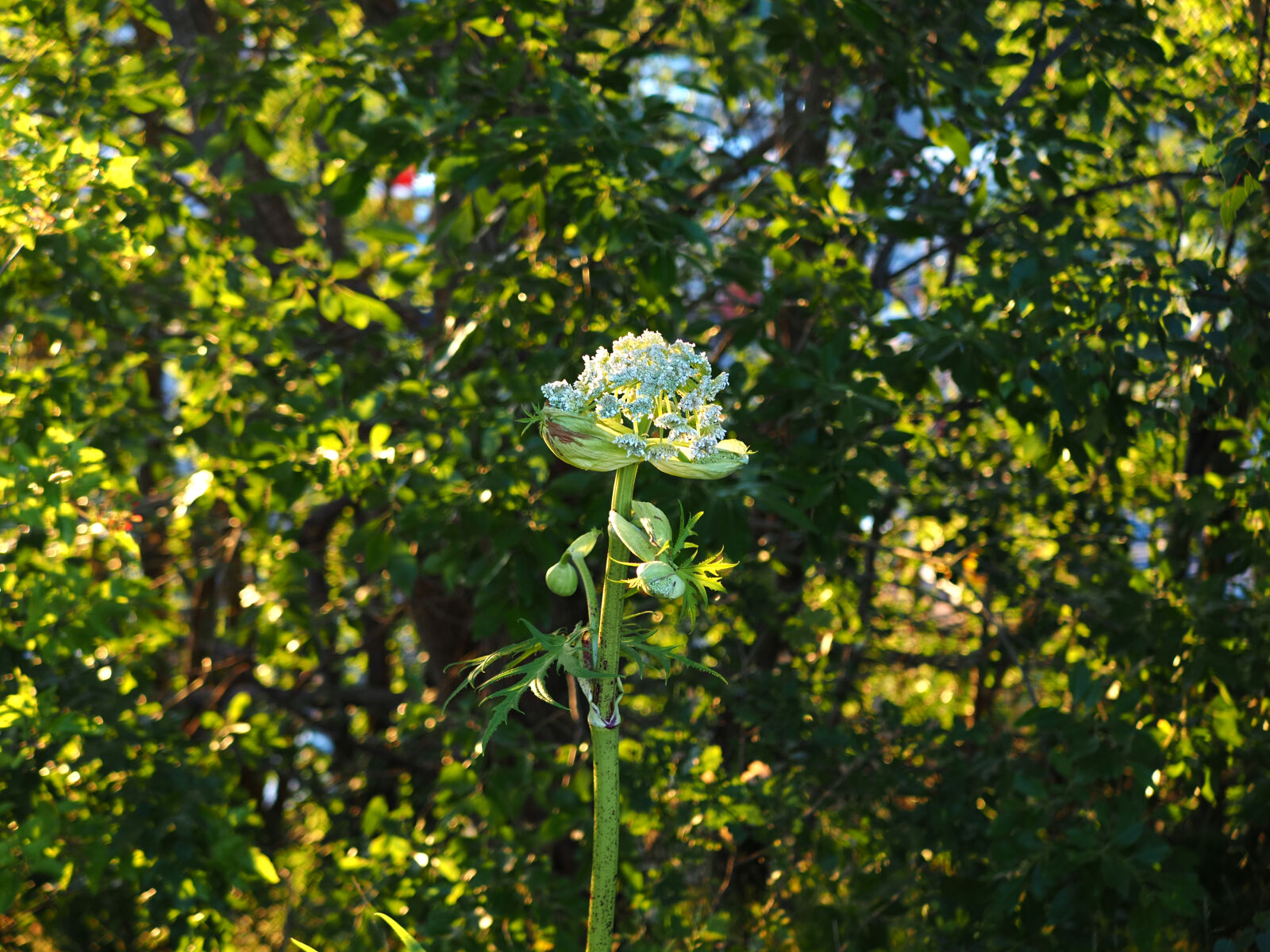 Olympus OM-D E-M1X sample photo