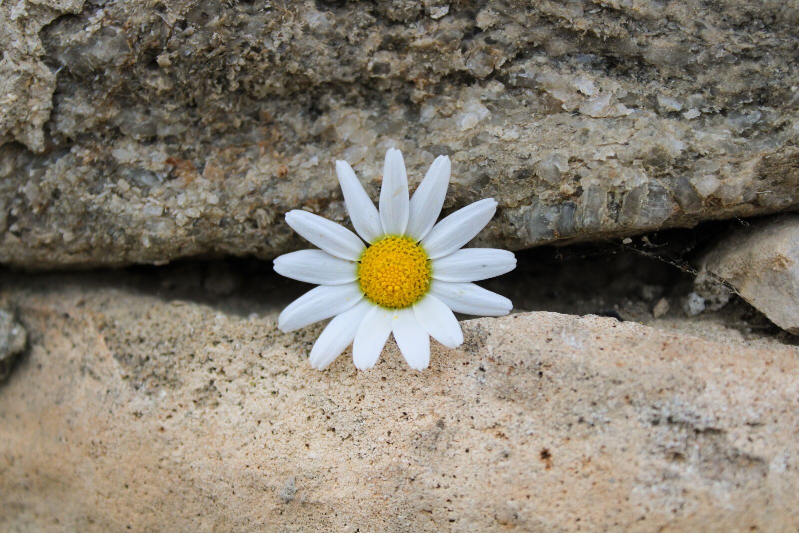 Canon EOS 2000D (EOS Rebel T7 / EOS Kiss X90 / EOS 1500D) sample photo. Wall, flowers, daisy photography