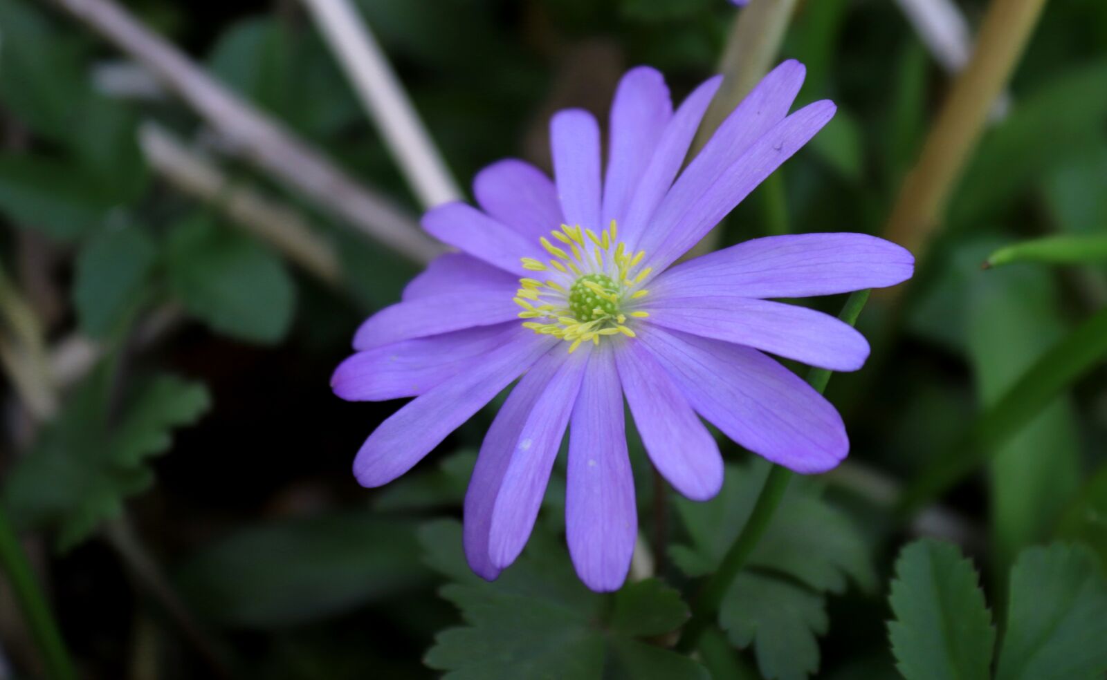 Canon EOS 200D (EOS Rebel SL2 / EOS Kiss X9) sample photo. Anemone, nature, flower photography