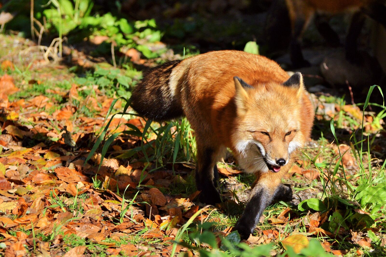 Nikon D3200 sample photo. Fuchs, red fox, predator photography