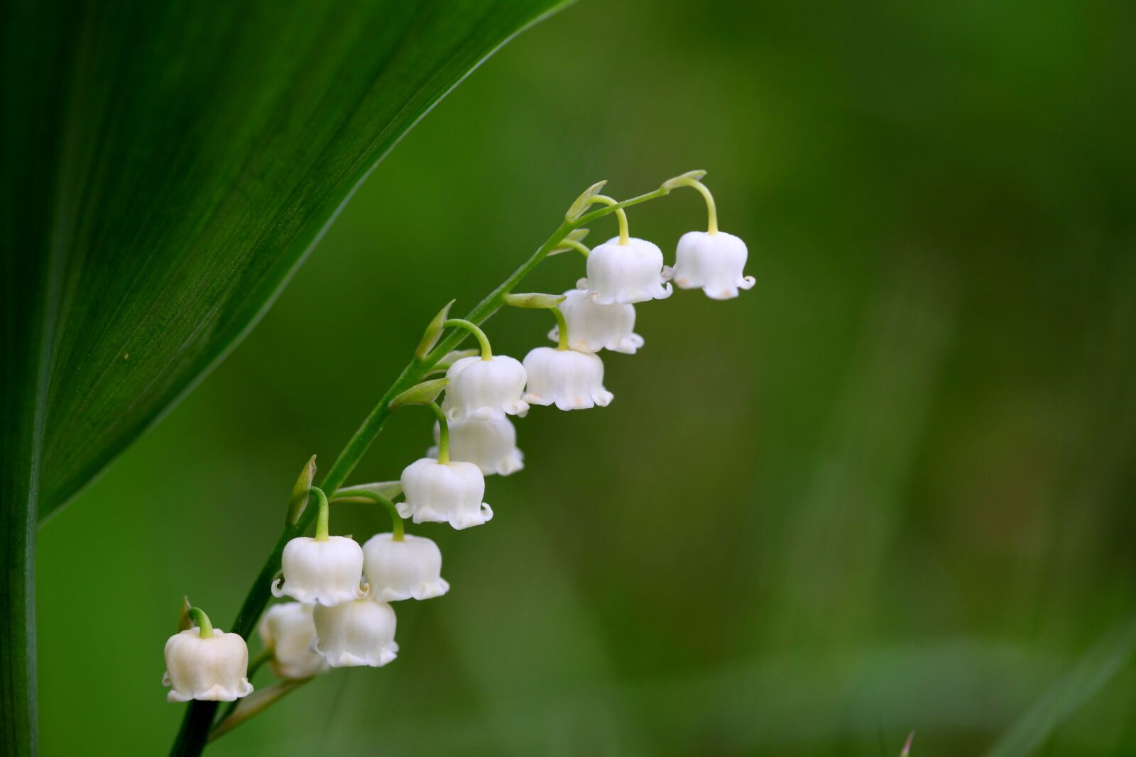 Canon EOS 5D Mark II sample photo. Nature, plants, leaf photography