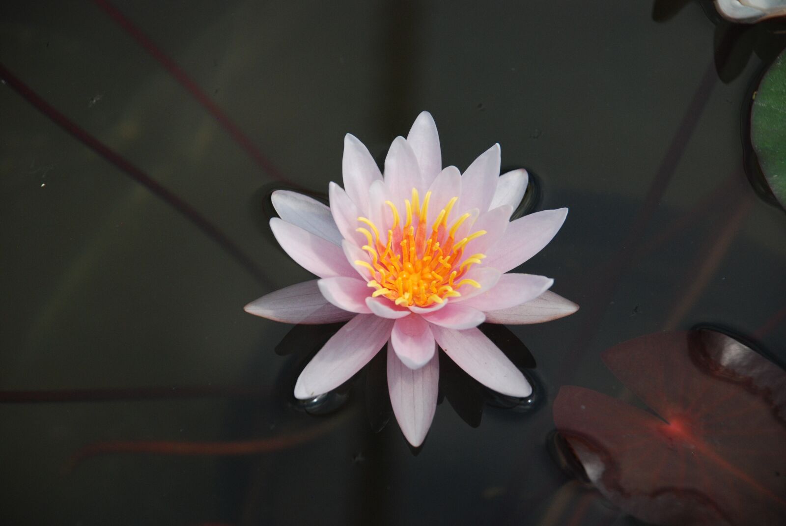 Nikon D80 sample photo. Lily, water lily, flower photography