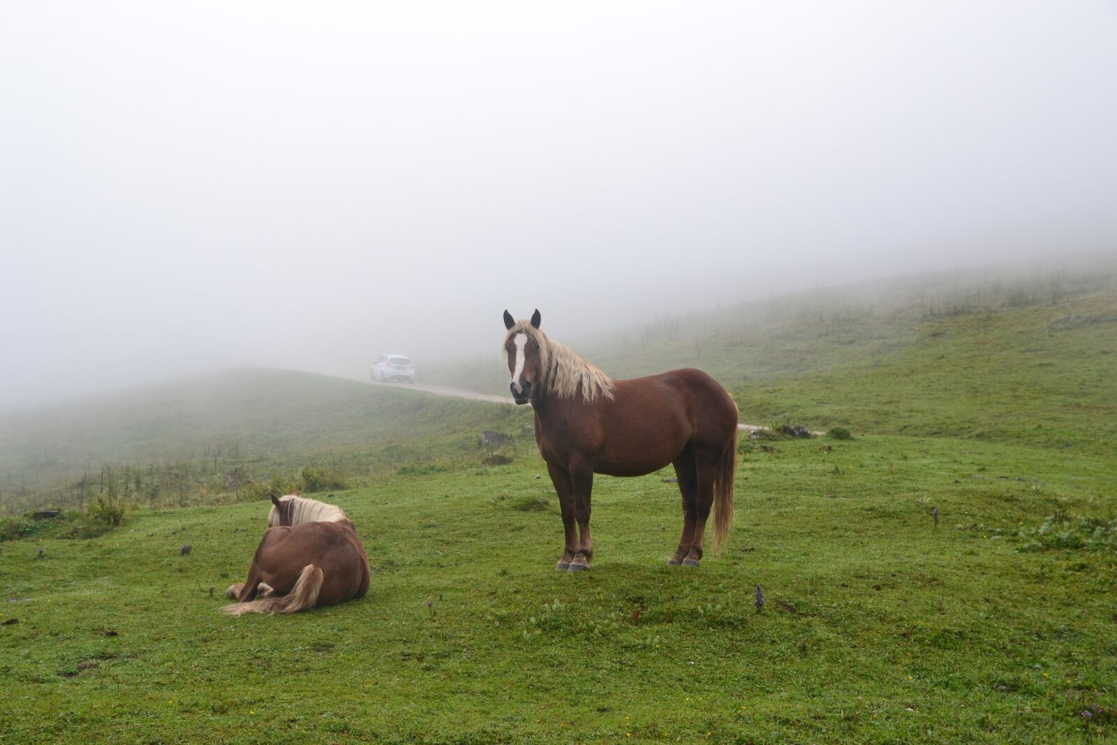 Nikon D3100 sample photo. Horses, fog, nature photography