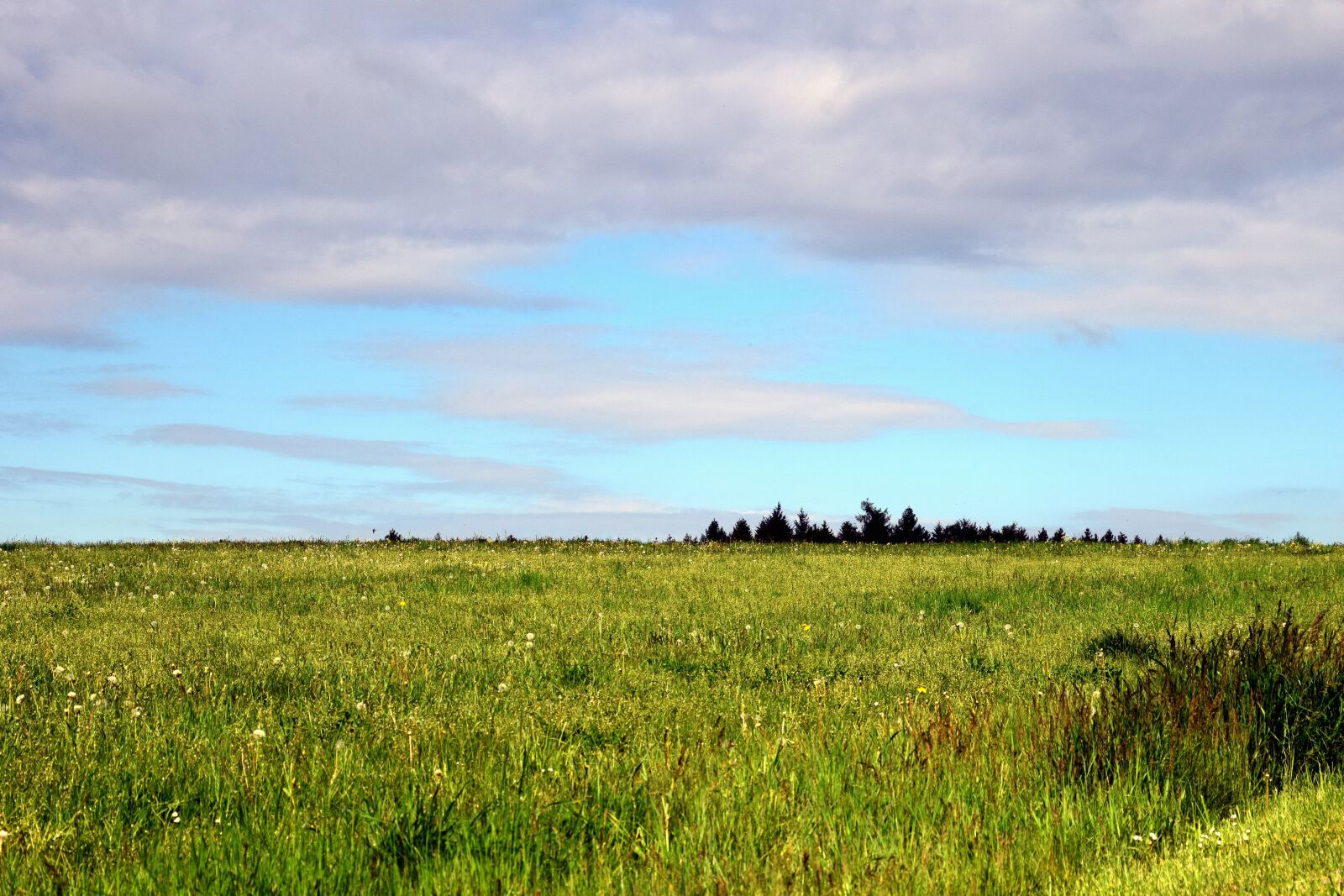 Nikon D3300 sample photo. Background, meadow, grass photography