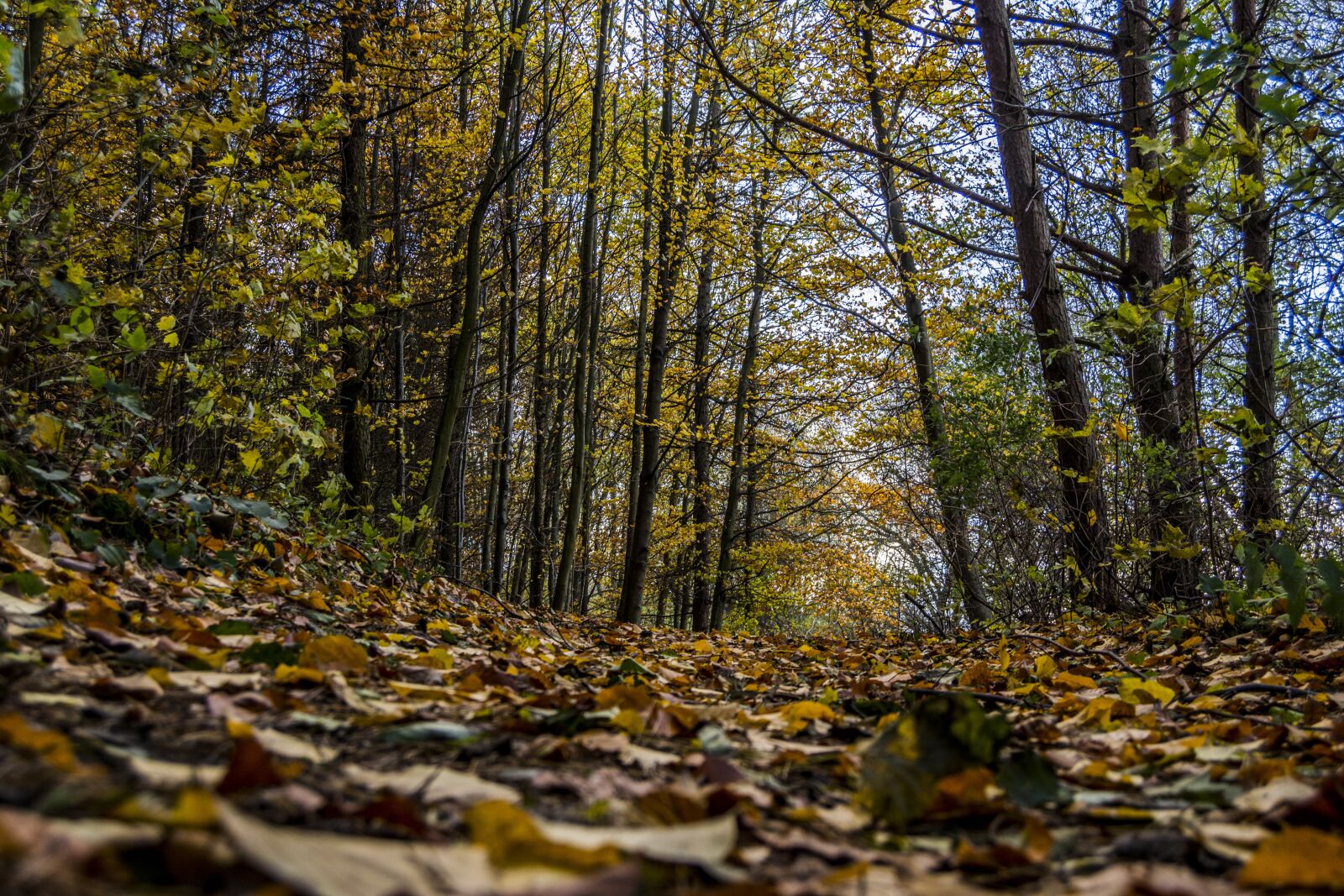 Nikon D7100 sample photo. Autumn, woods, leaves photography