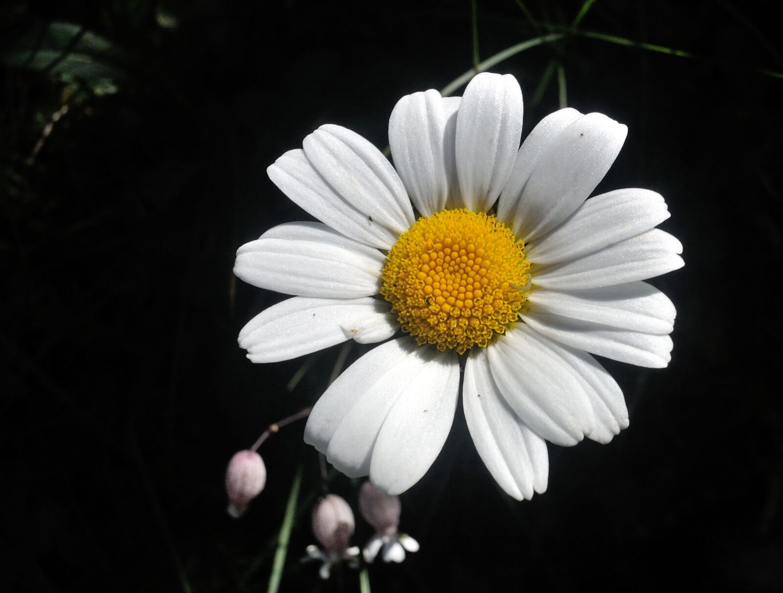 Nikon 1 Nikkor 10mm F2.8 sample photo. Flower, margarite, nature photography