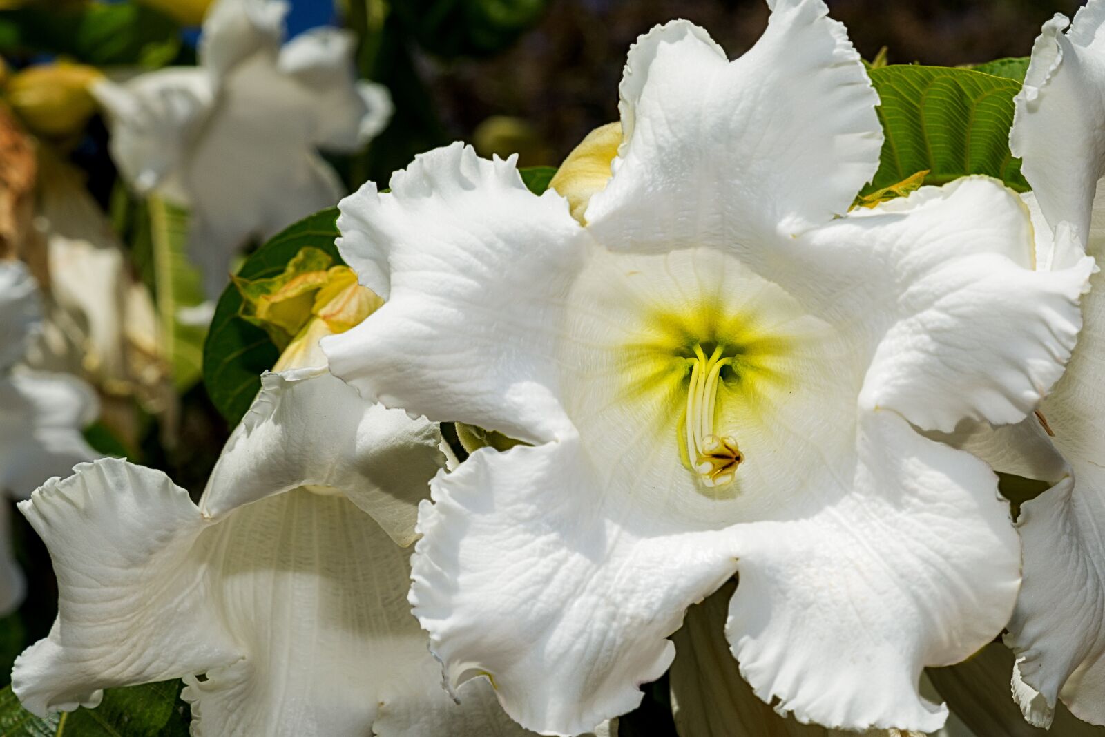 Tamron SP 24-70mm F2.8 Di VC USD sample photo. Botanic garden, puerto vallarta photography