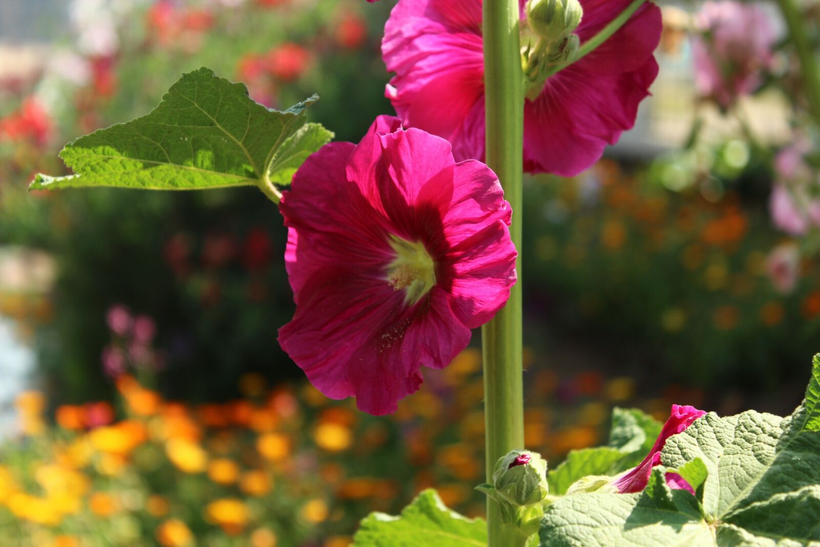 Canon EOS 600D (Rebel EOS T3i / EOS Kiss X5) sample photo. Flower, beautiful, nature photography