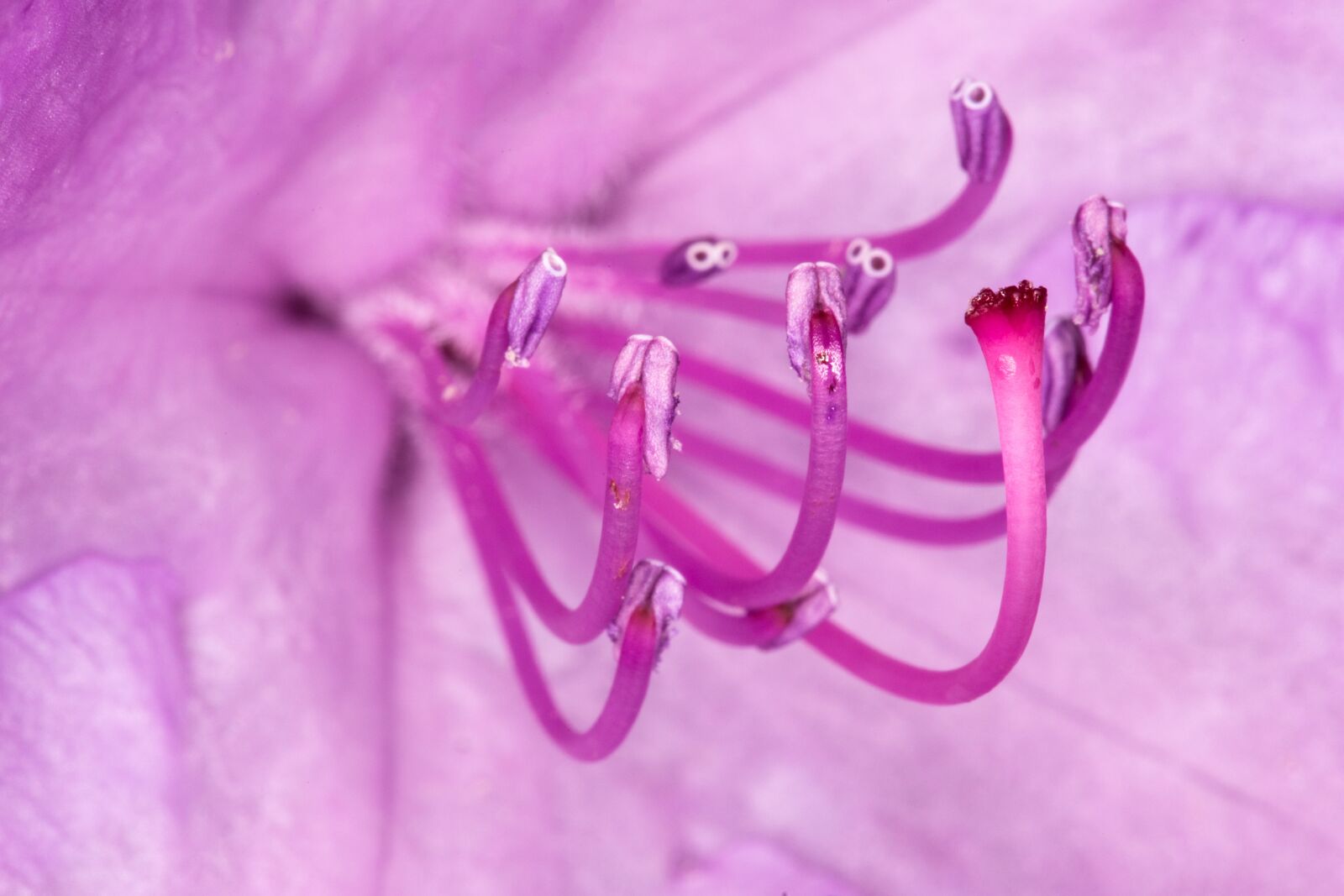 Canon EOS 6D sample photo. Flower, macro, pink photography