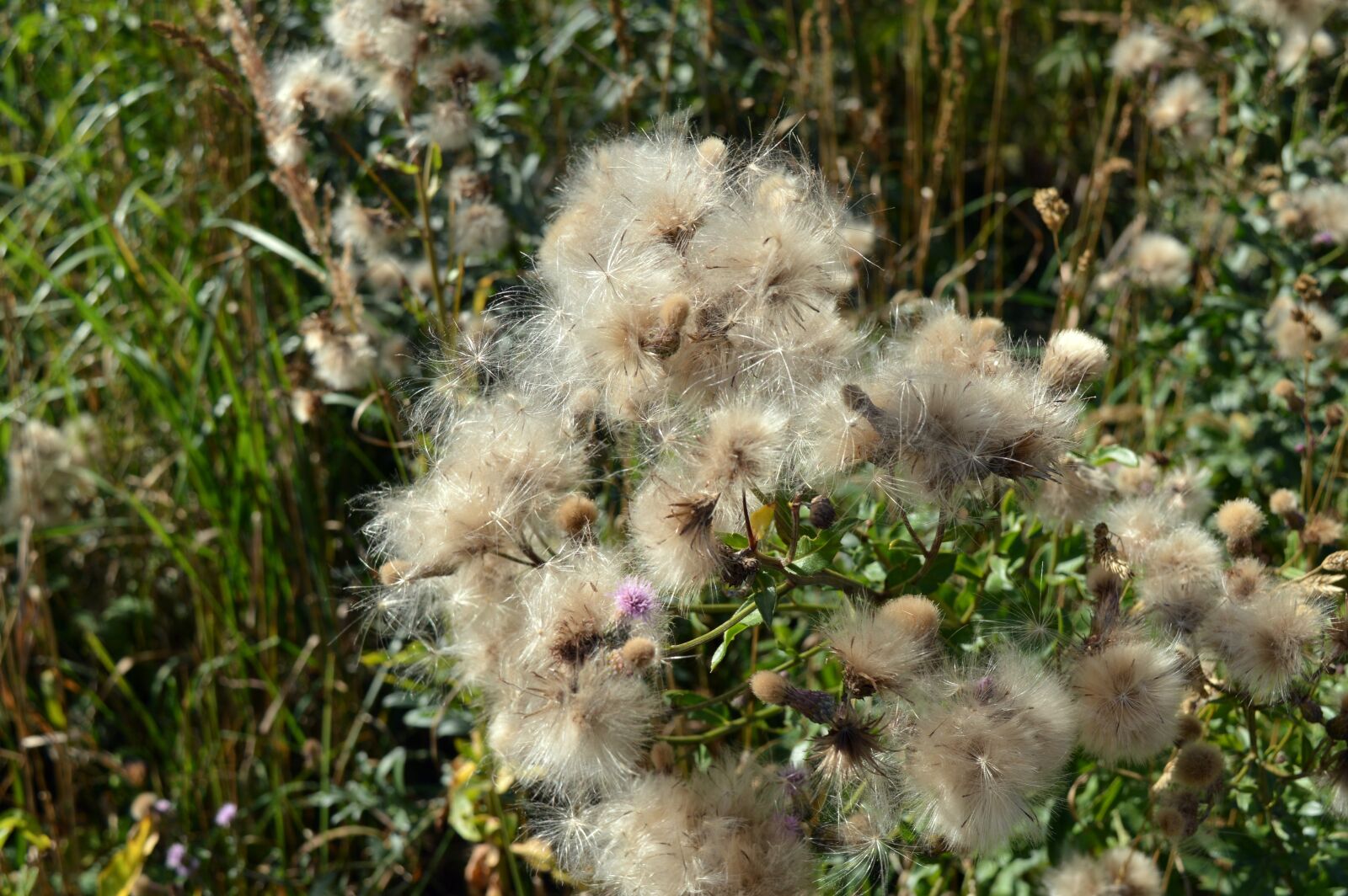 Nikon D3200 sample photo. Furry, seeds, plants photography