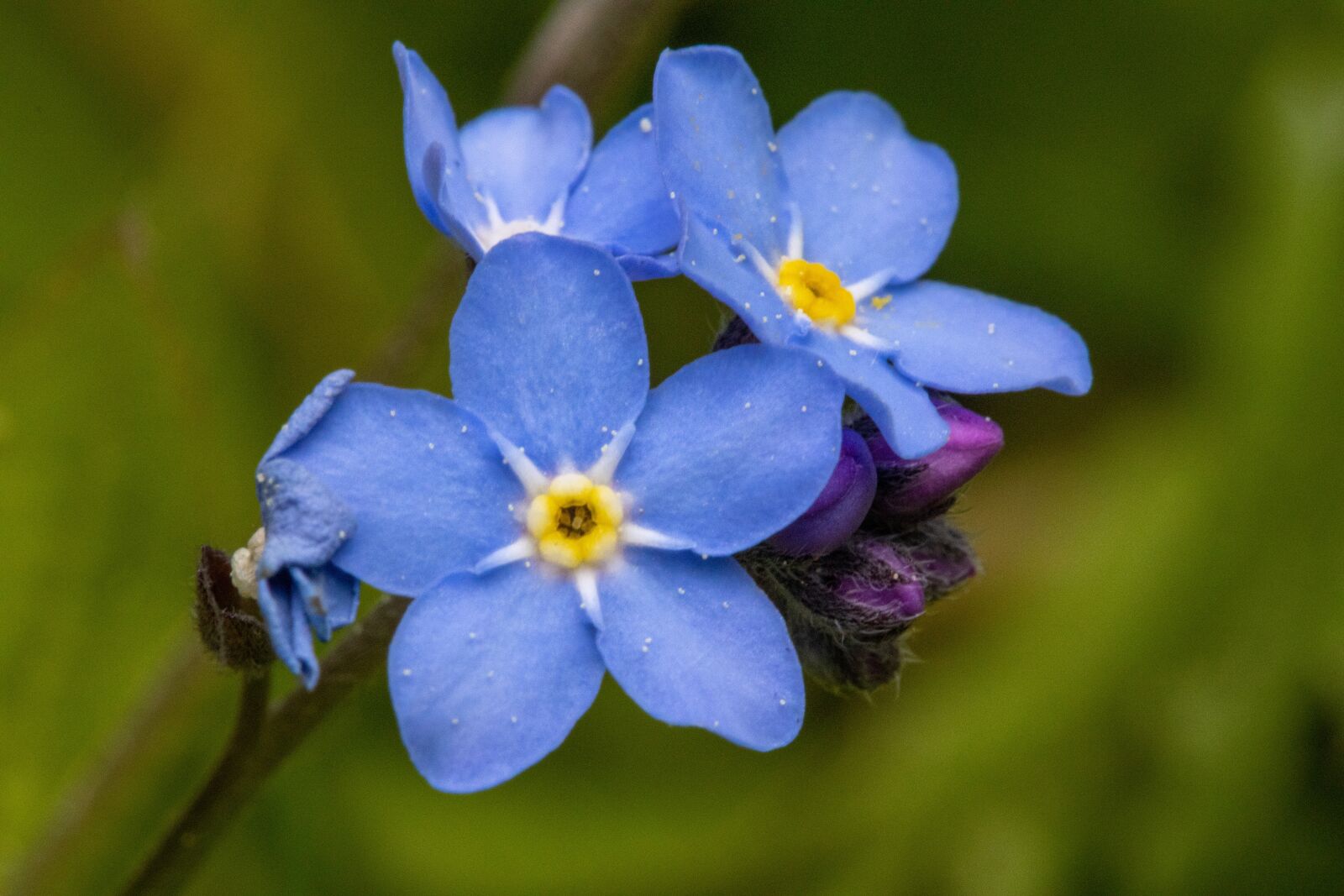 Canon EF-S 60mm F2.8 Macro USM sample photo. Blue, nature, spring photography