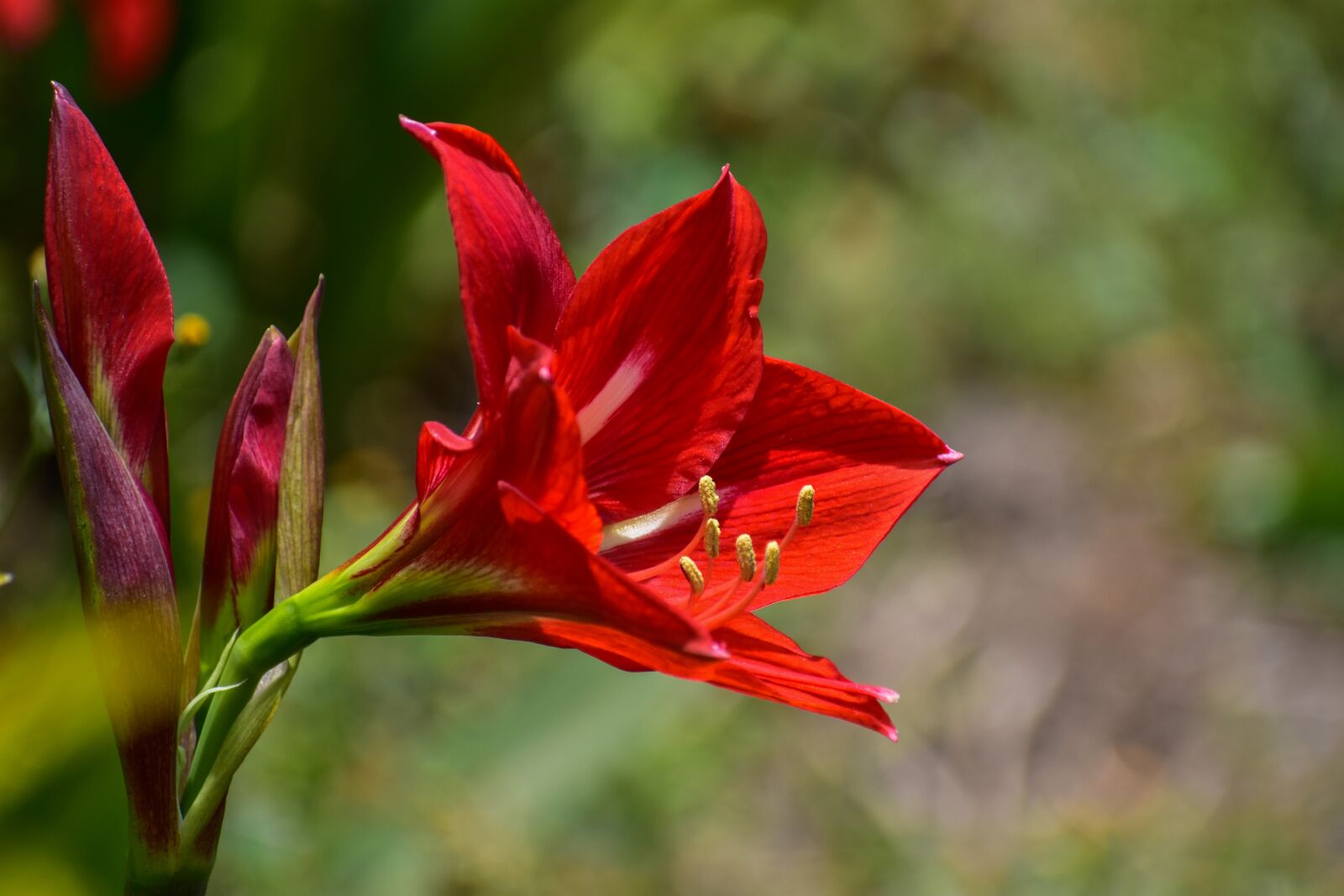 Nikon D3400 sample photo. Flower, plant, petals photography