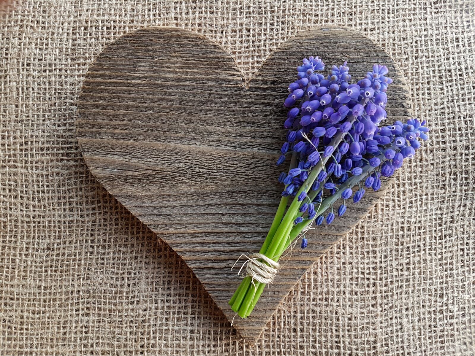 Samsung Galaxy S7 sample photo. Flowers, grape hyacinths, heart photography