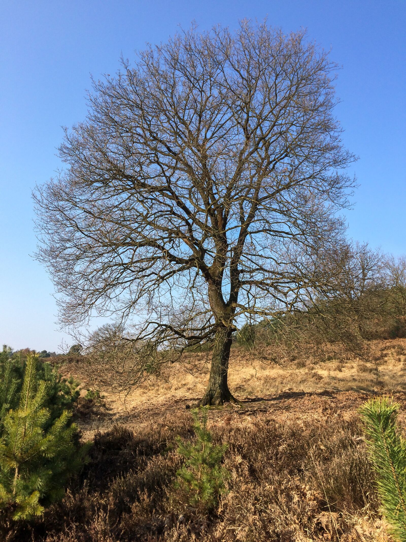 Apple iPhone 5s sample photo. Crown, kahl, tree photography