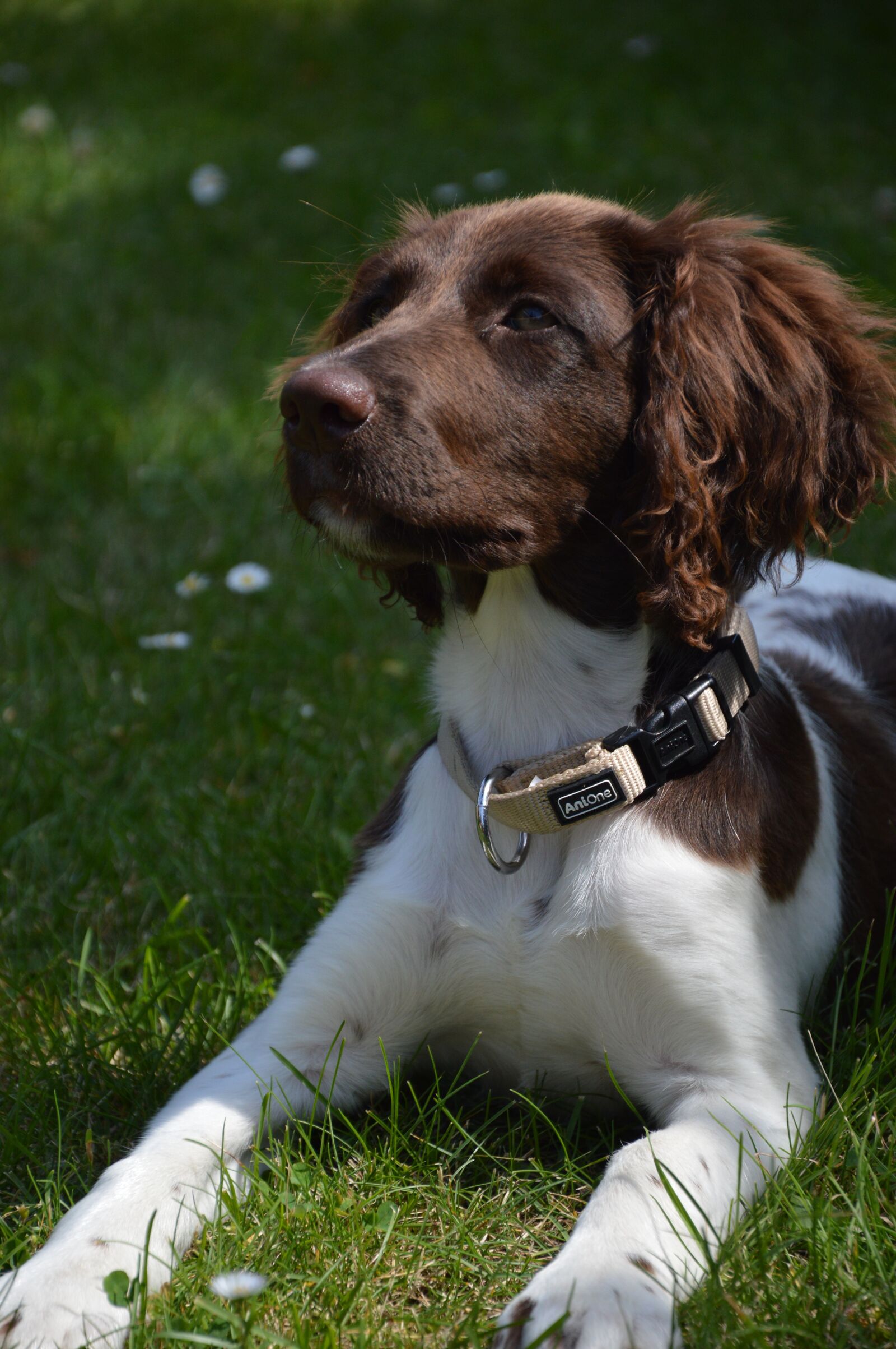 Nikon D3200 sample photo. Dog, puppy, young dog photography