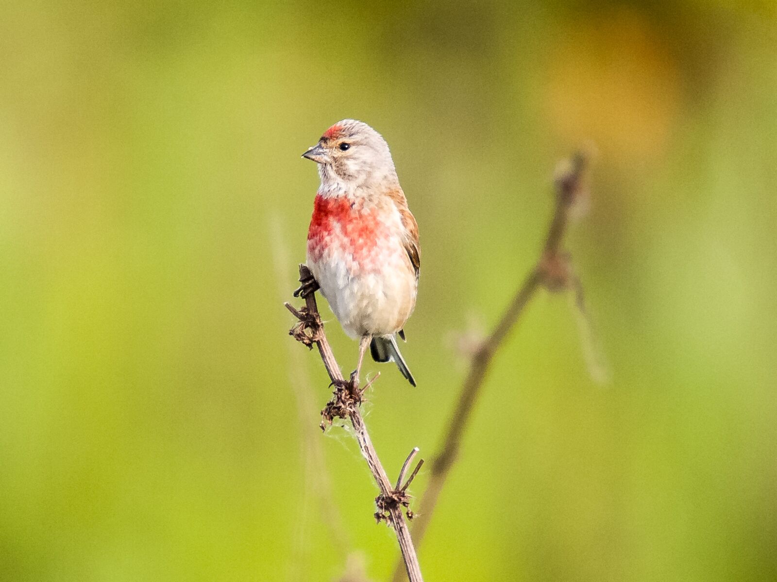 Olympus E-3 sample photo. Linnet, bird, songbird photography