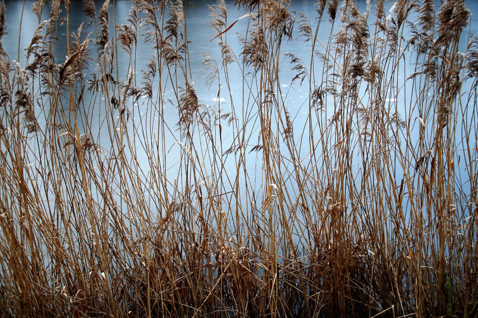 Sony SLT-A58 sample photo. Reeds, dry, reed photography