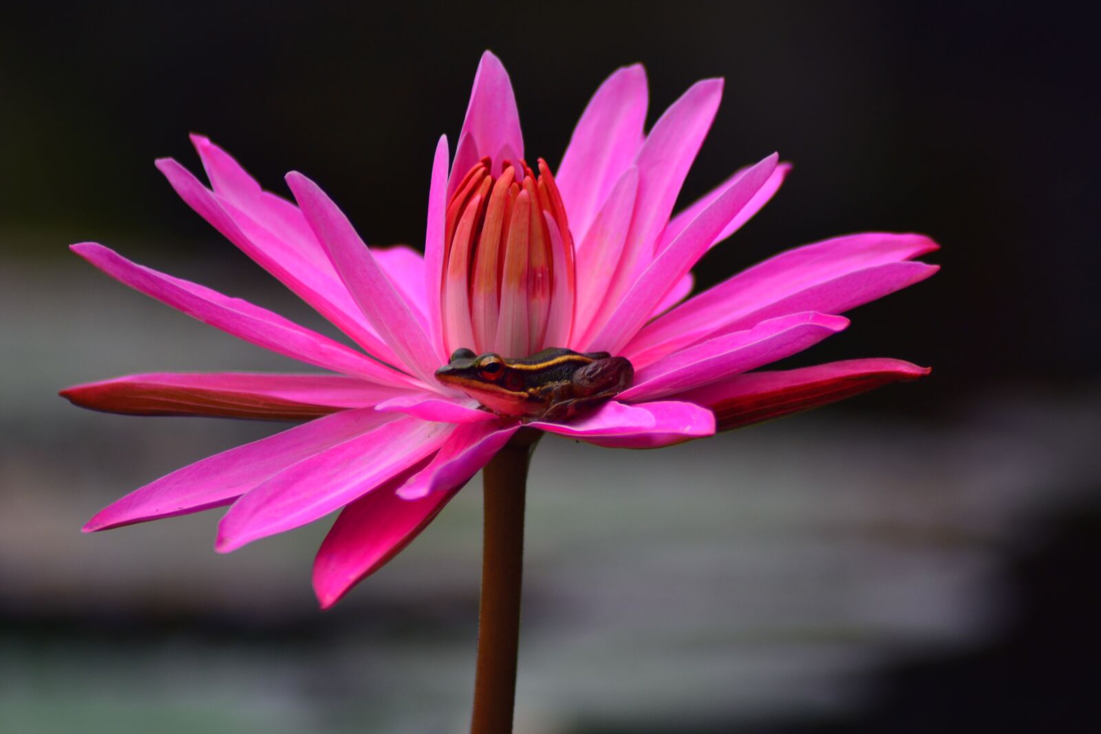Nikon D3100 sample photo. Frog, on, the lotus photography