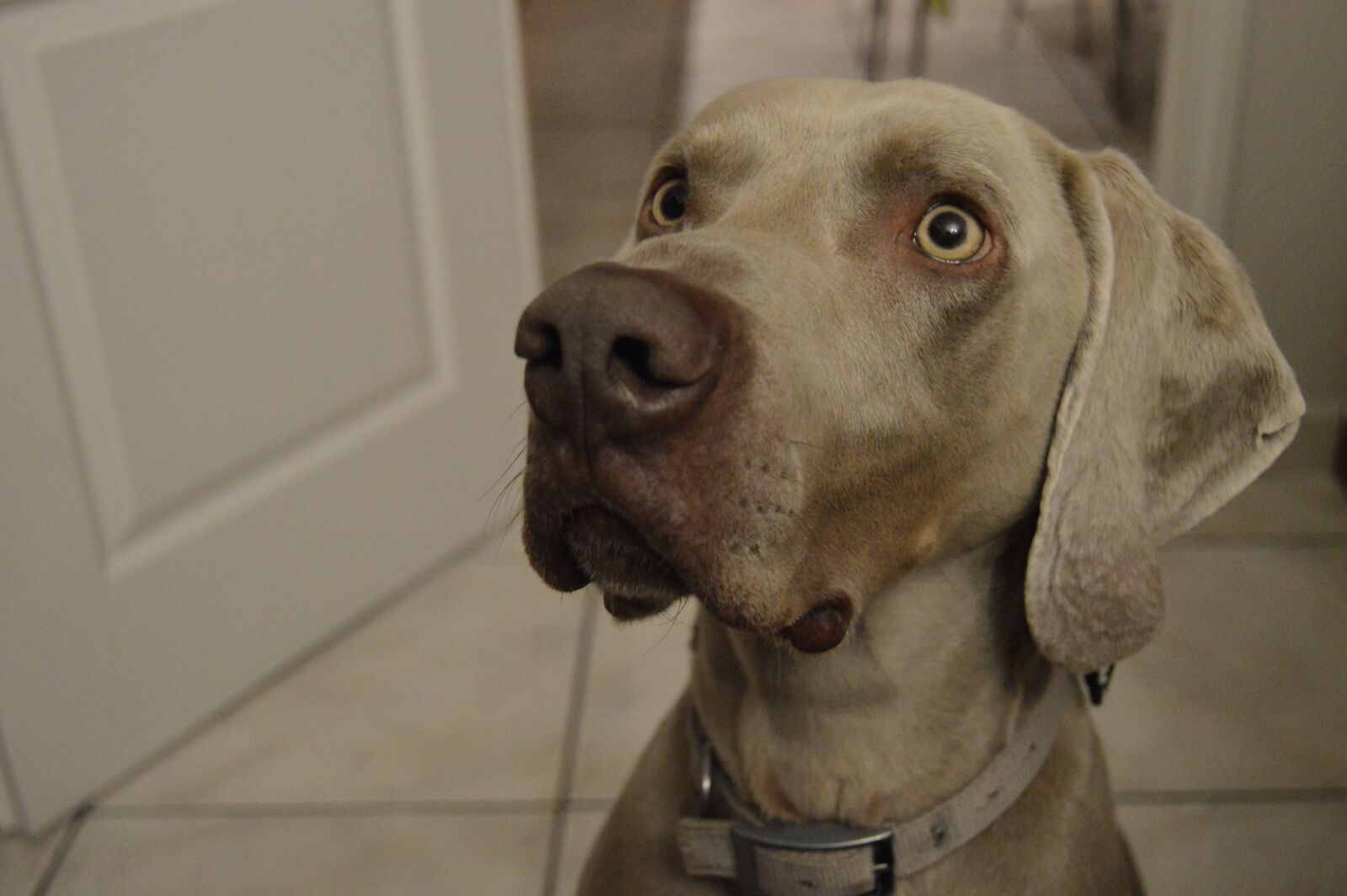 Nikon D3200 sample photo. Dog, pet, domestic photography