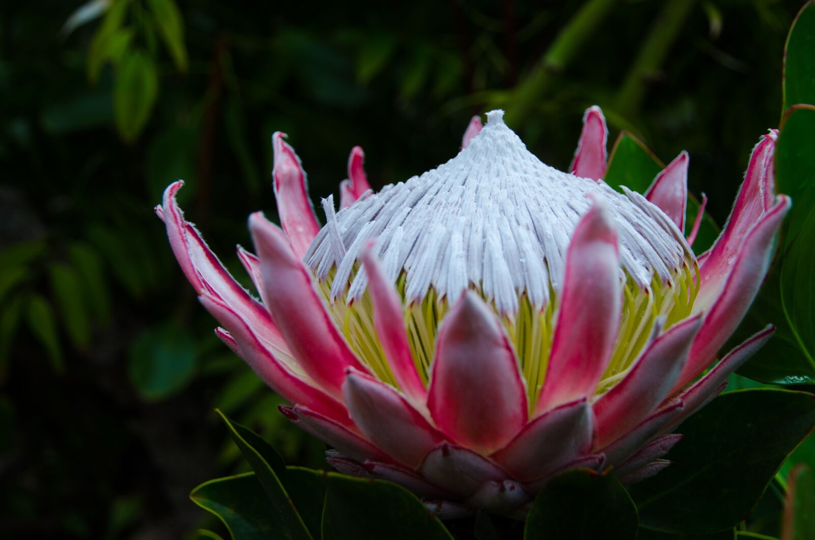 Nikon D7000 sample photo. Flower, yellow, pink photography