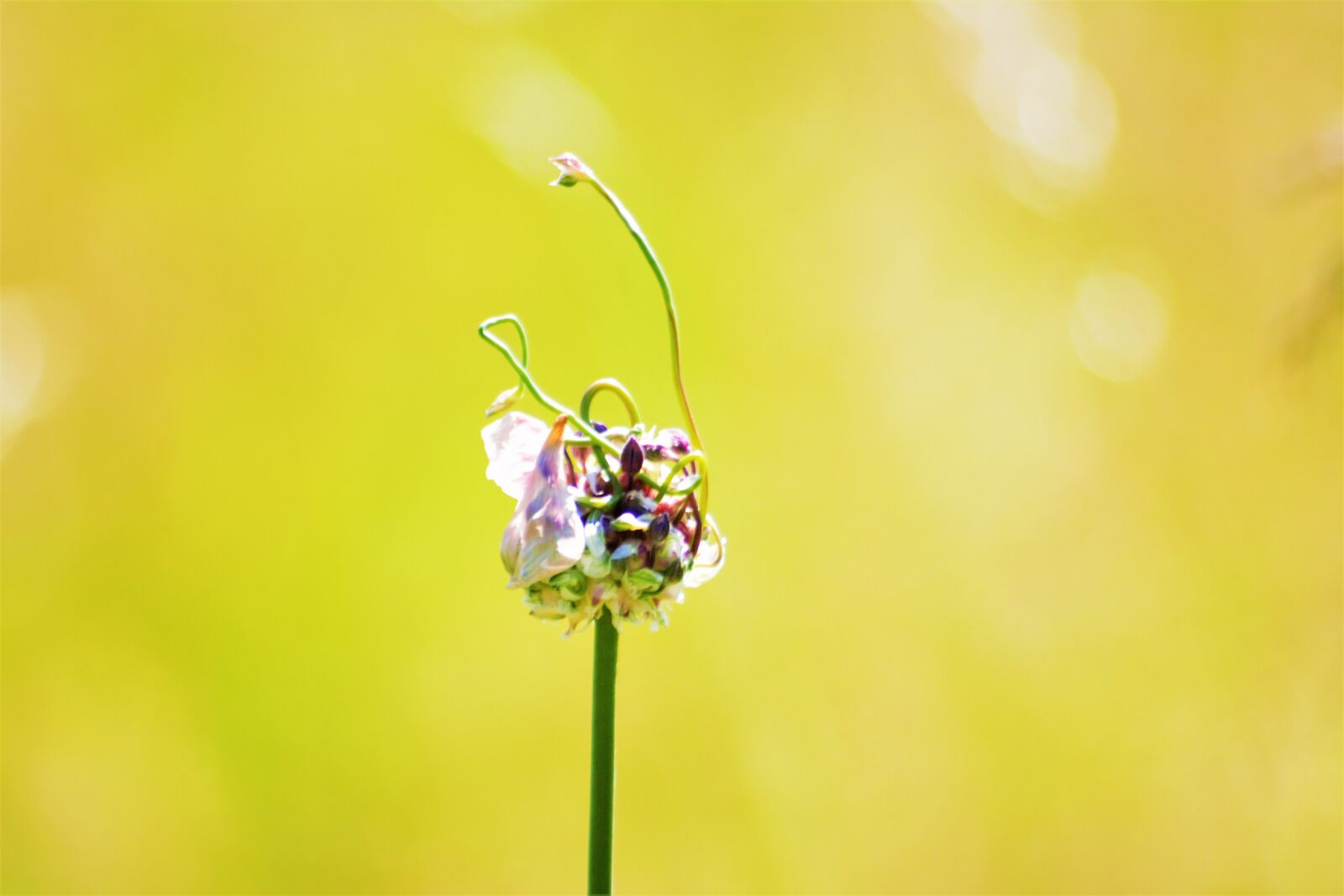 Nikon D7100 sample photo. Summer, sol, landscape photography