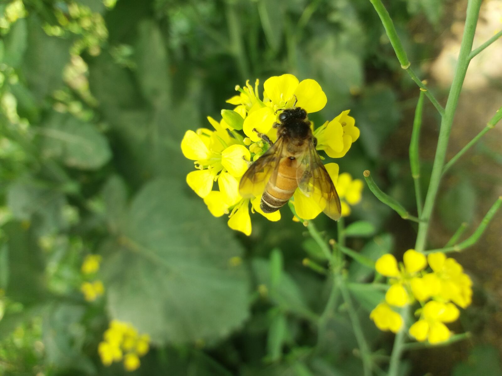 Samsung Galaxy J5(2016) sample photo. Nature, beauty, honey photography