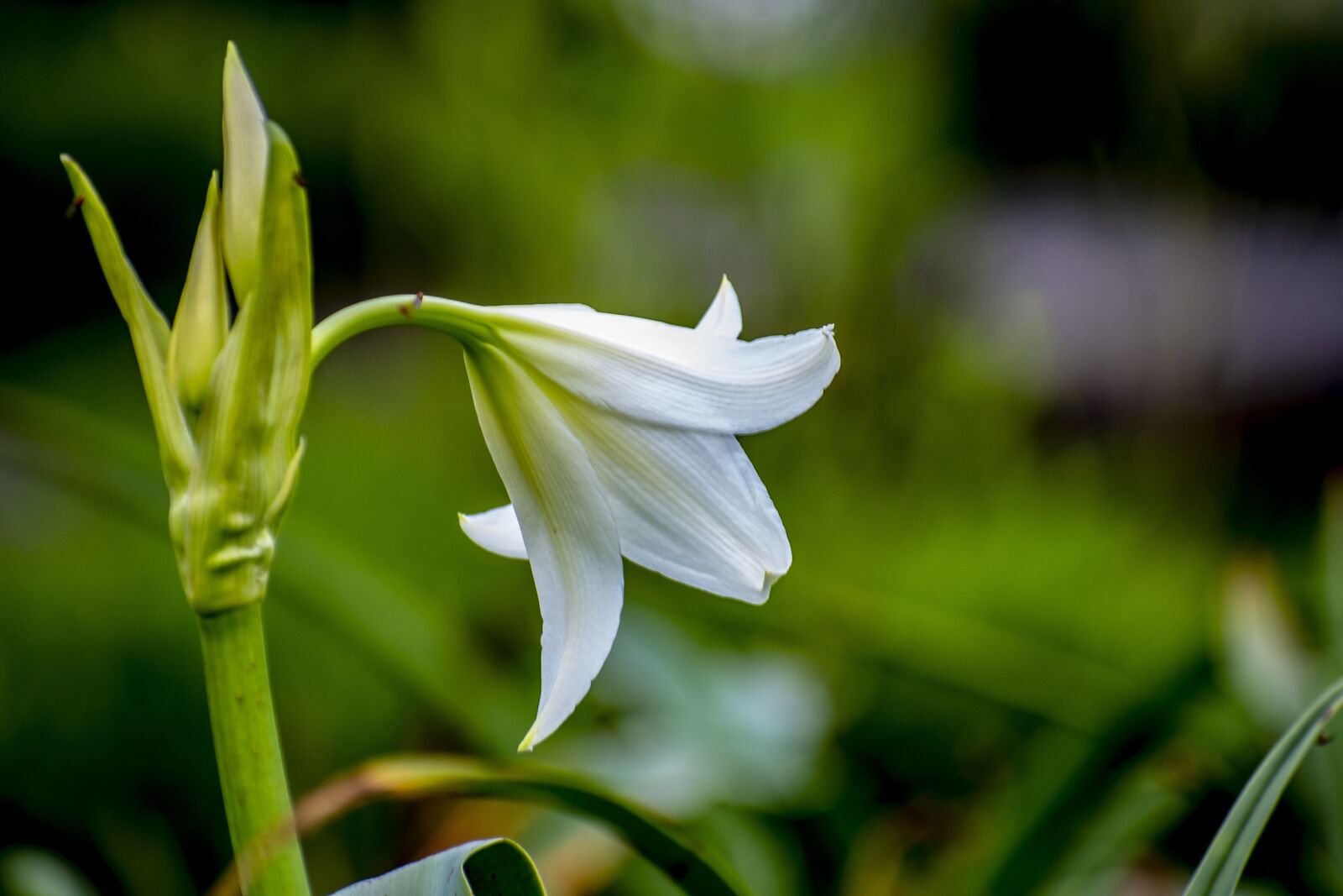 Nikon D600 sample photo. Nature, flower, spring photography