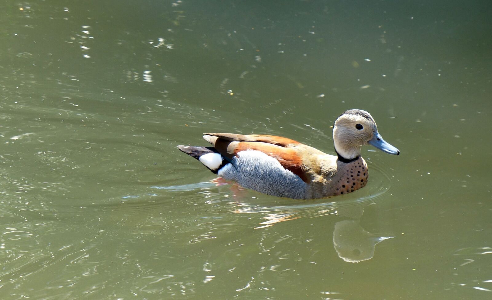 Panasonic Lumix DMC-FZ200 sample photo. Duck, water bird, duck photography