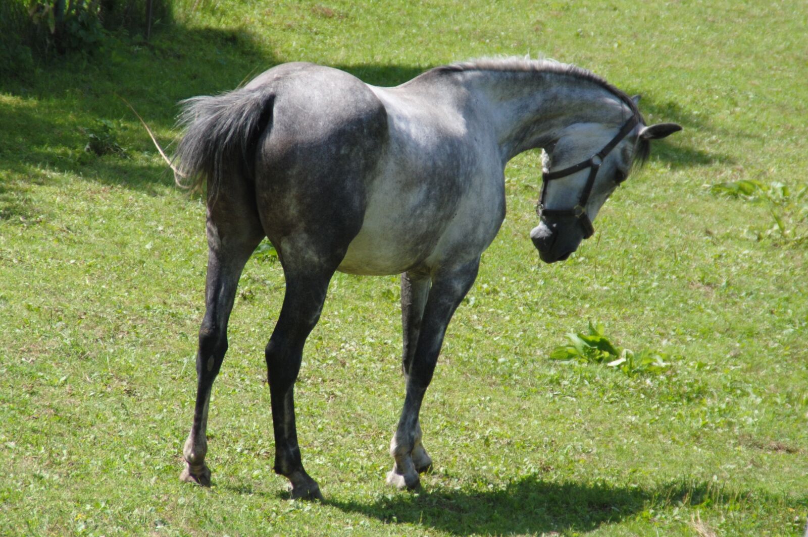 Nikon D3000 sample photo. Horse, koník, mare photography