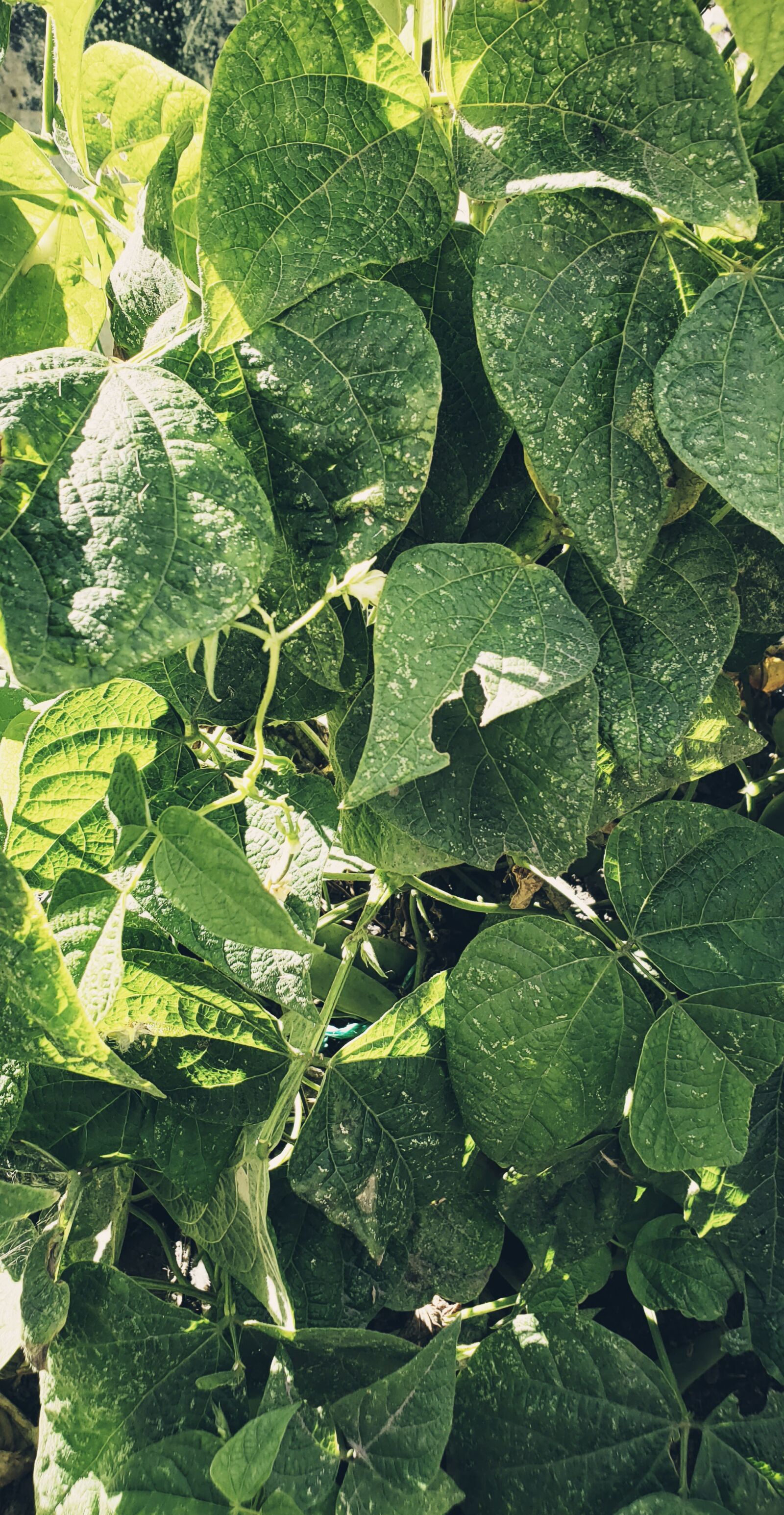 Samsung Galaxy S9+ sample photo. Hojas, naturaleza, verde photography